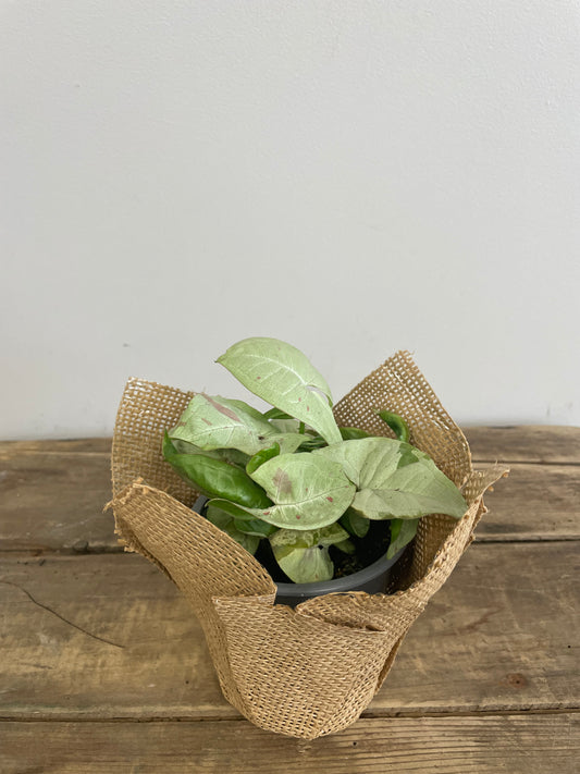 Syngonium Milk Confetti