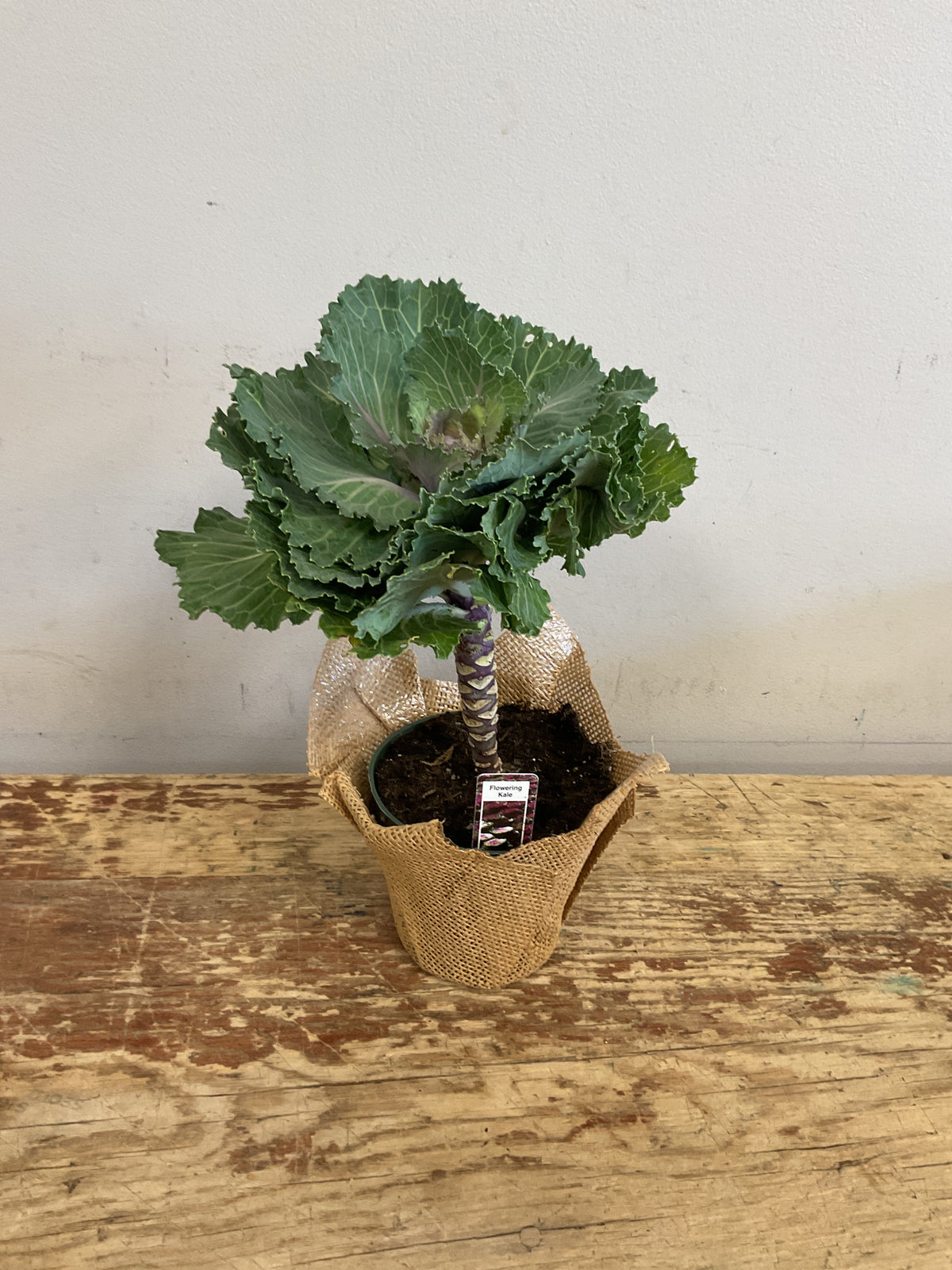 Flowering Kale