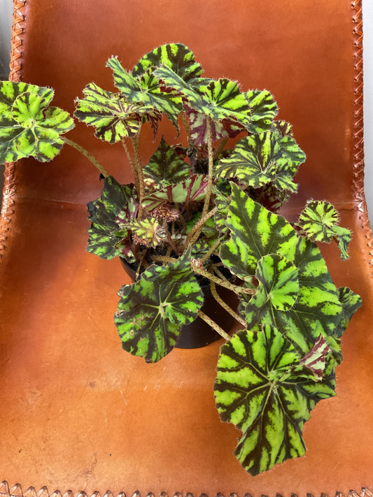 Rex Begonia