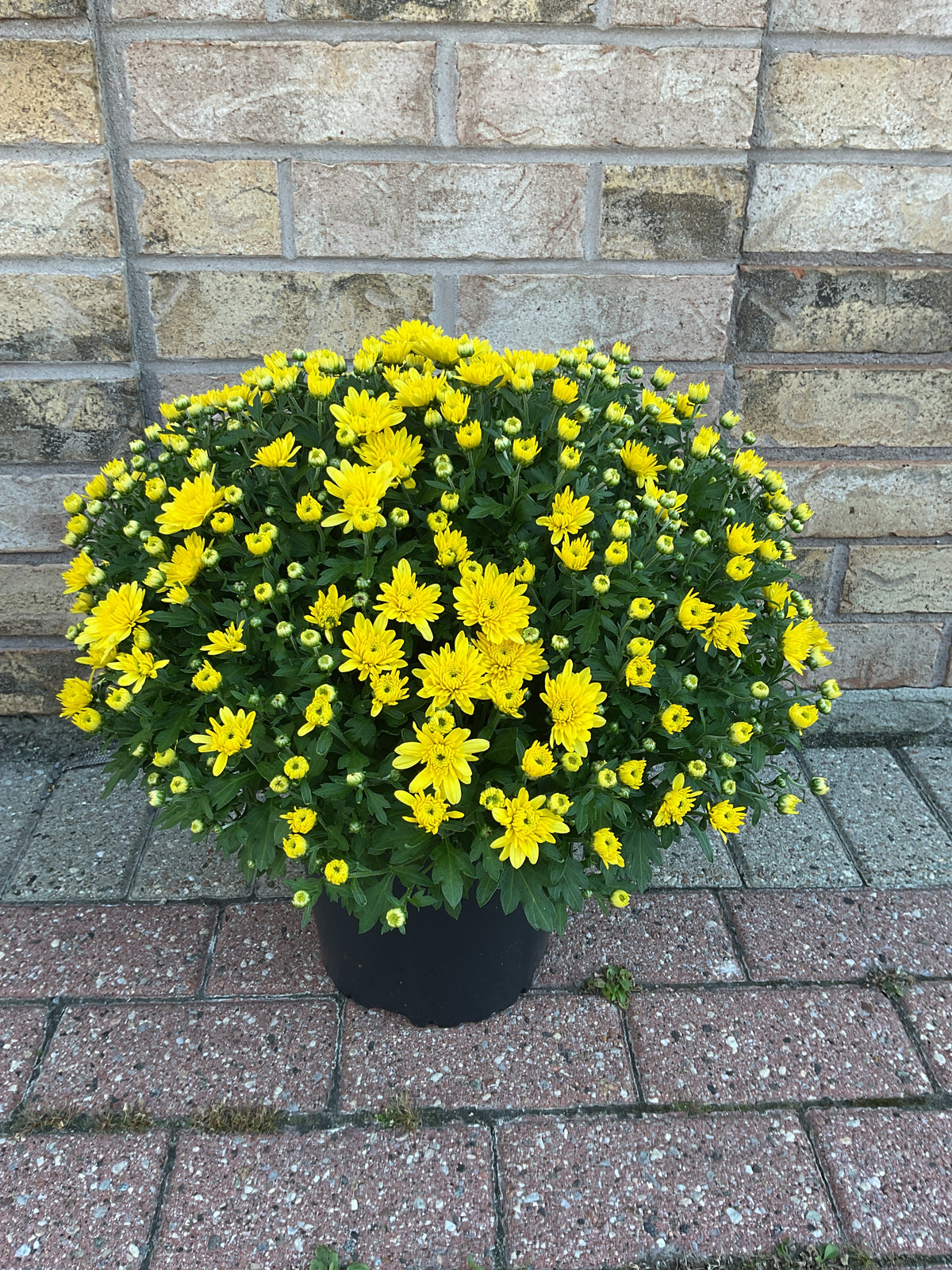 Chrysanthemum