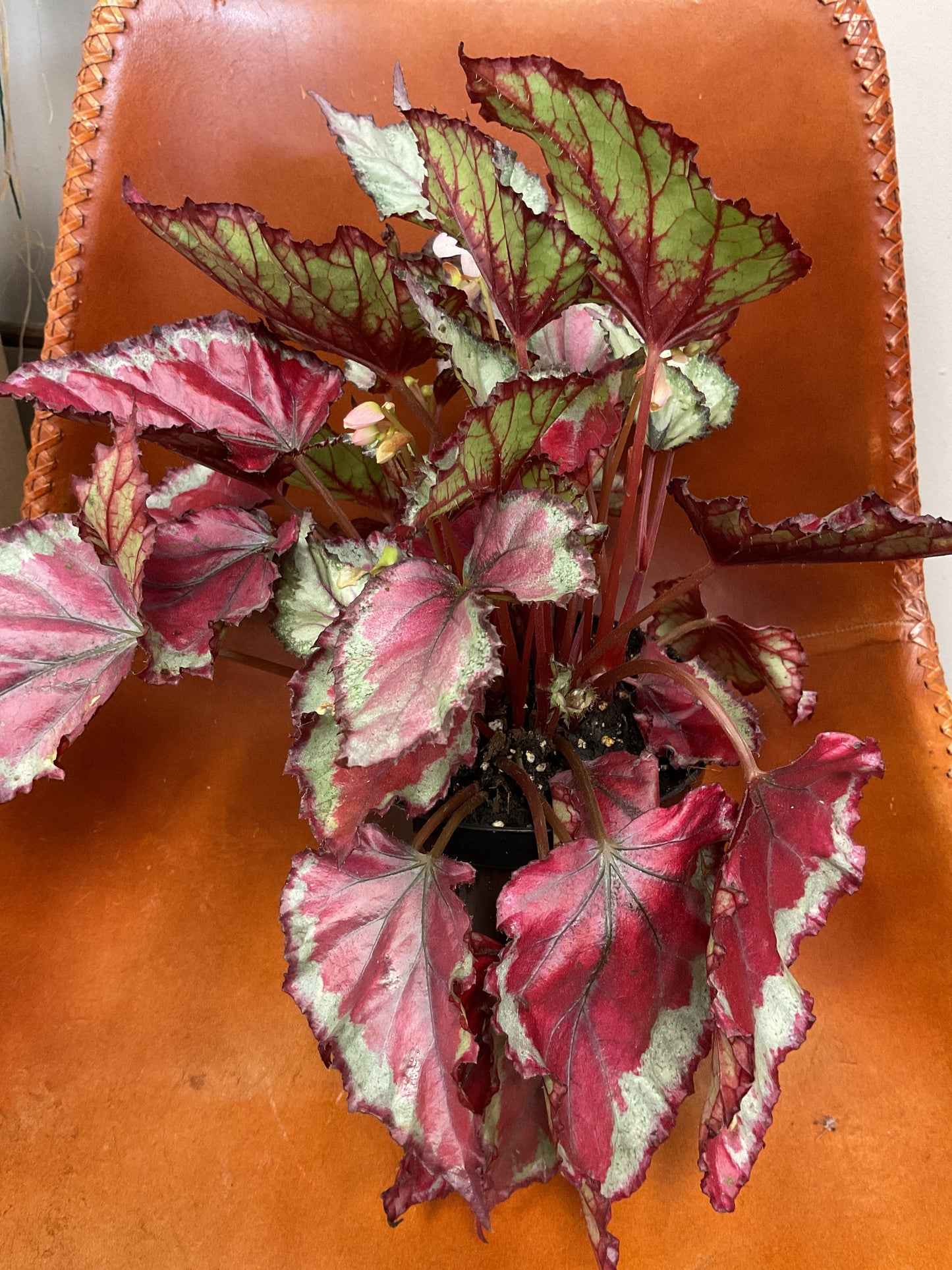 Rex Begonia