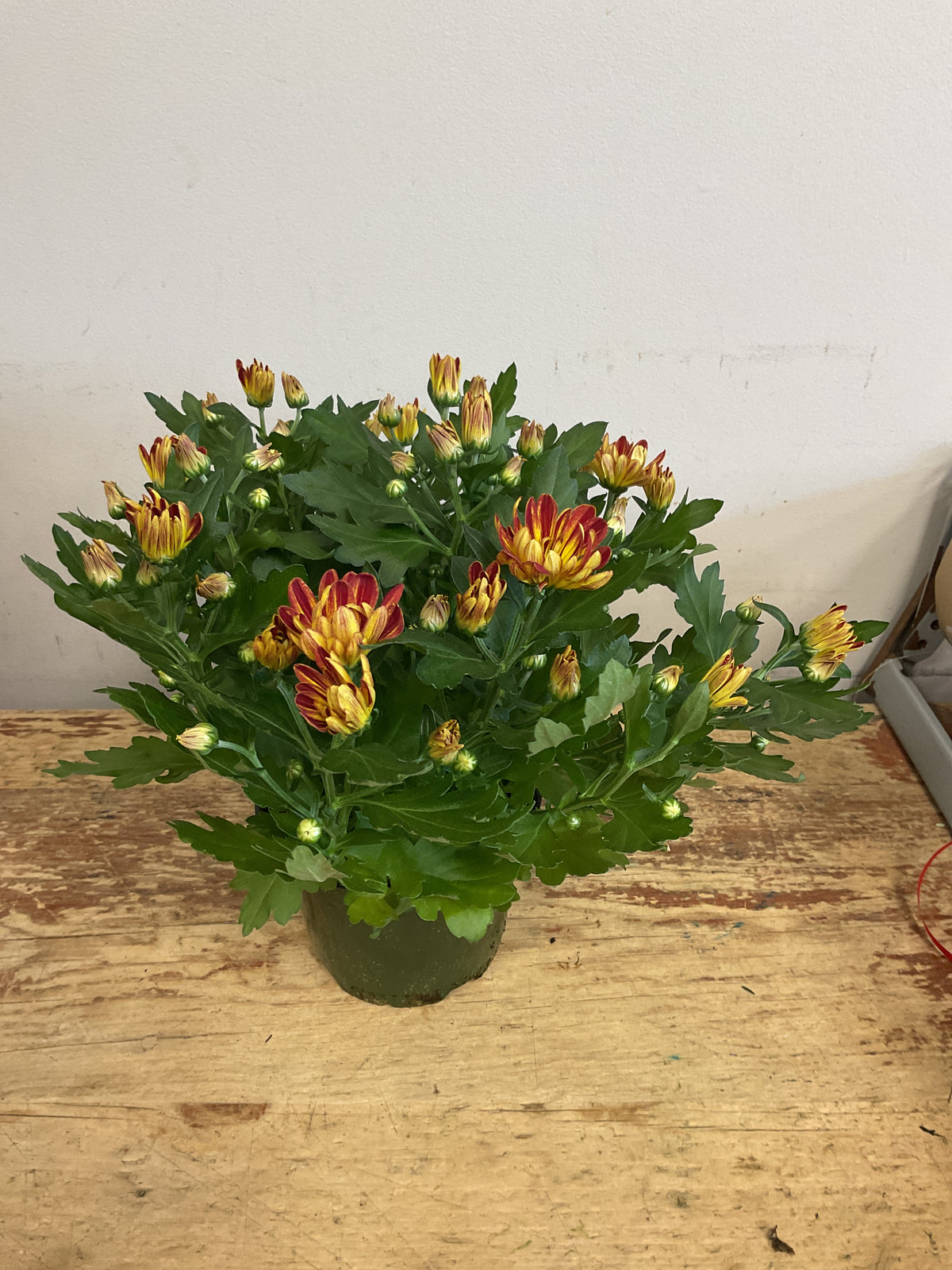 Chrysanthemum
