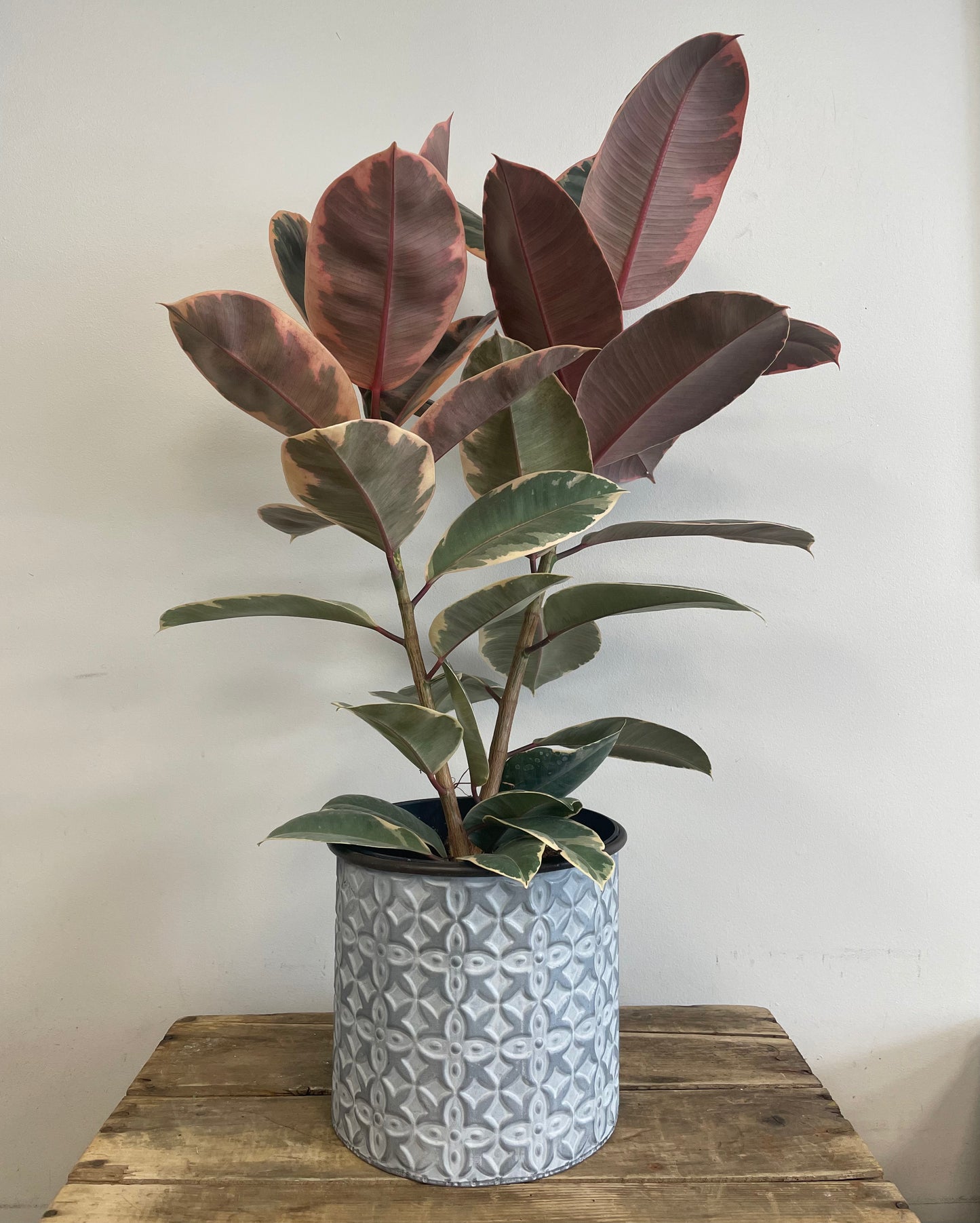 Ruby Red Ficus Tineke