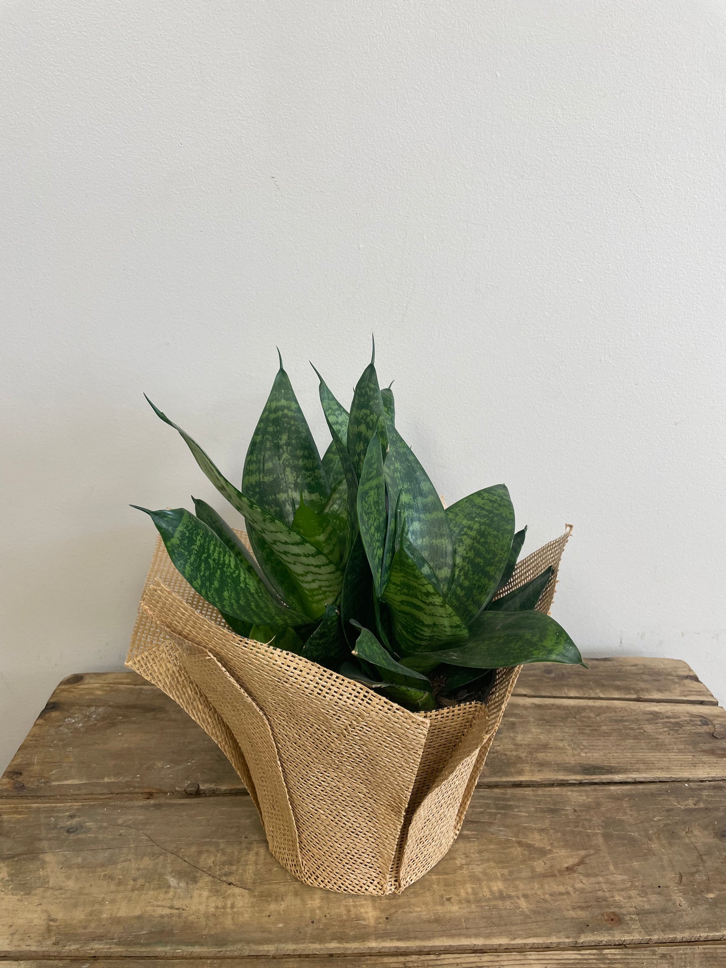 Bird's Nest Snake Plant