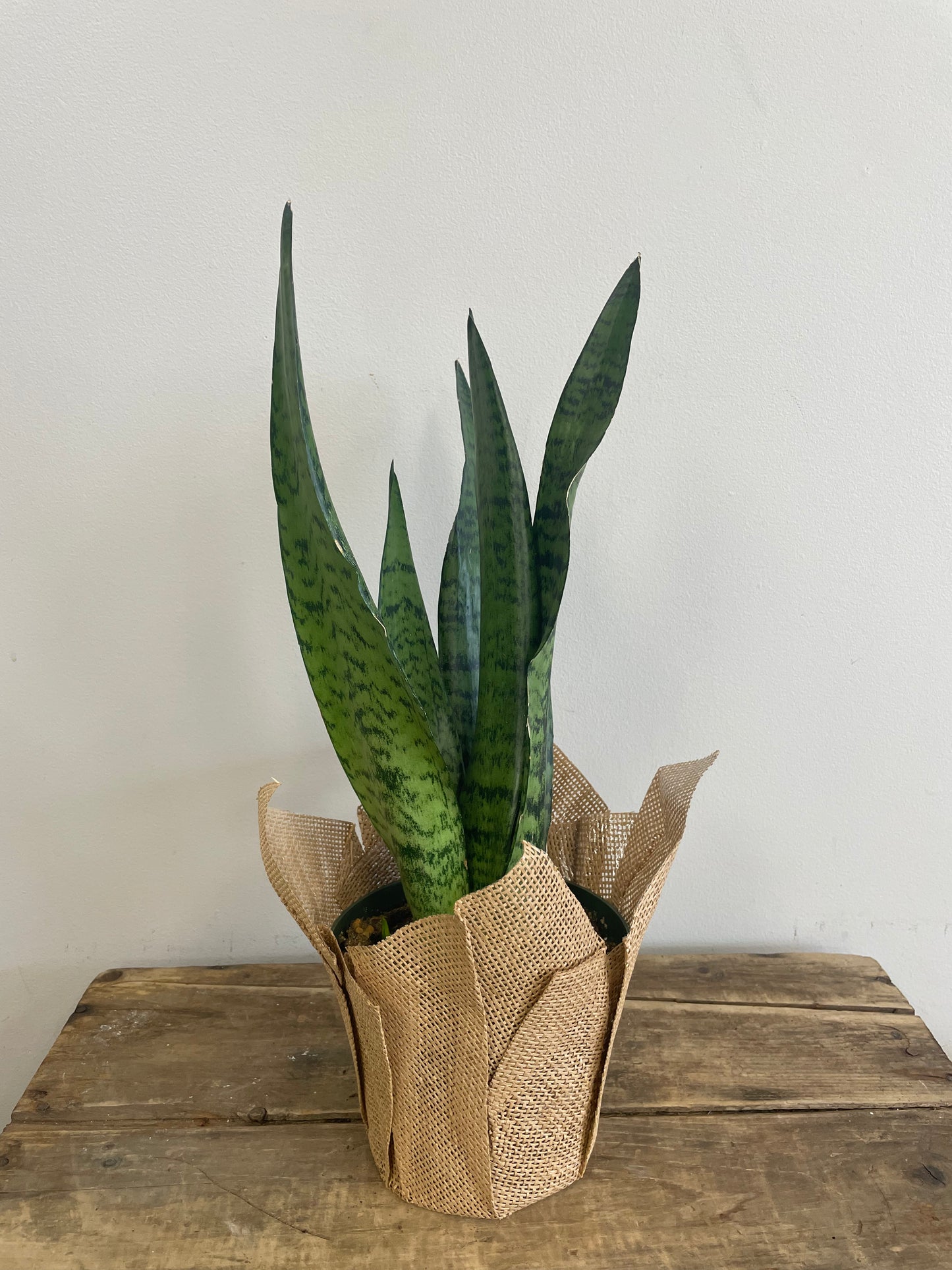 Snake Plant (Sansevieria)