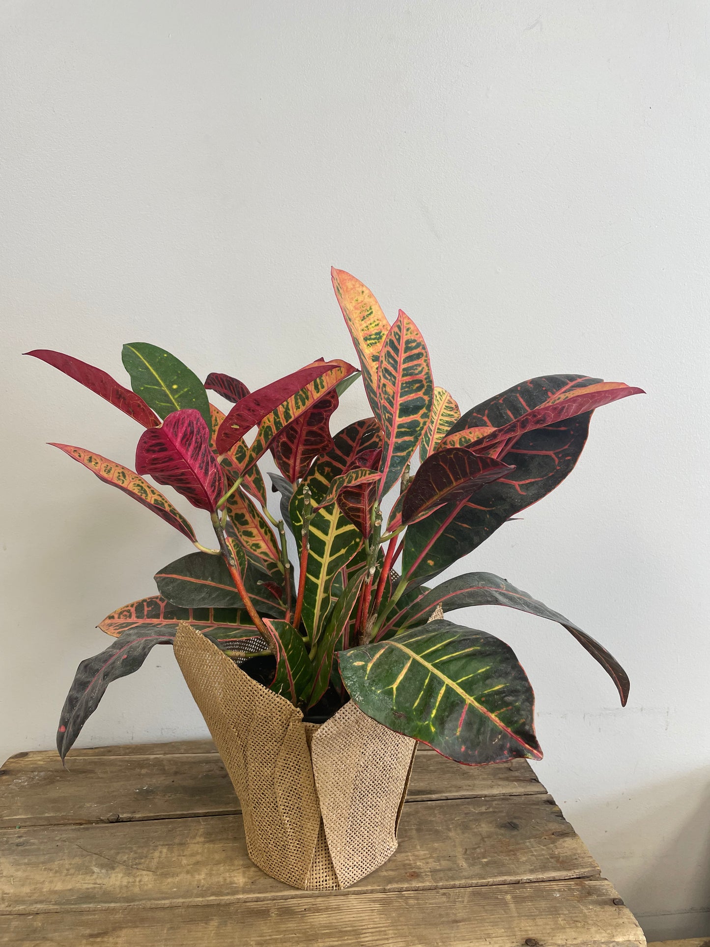 Croton Plant