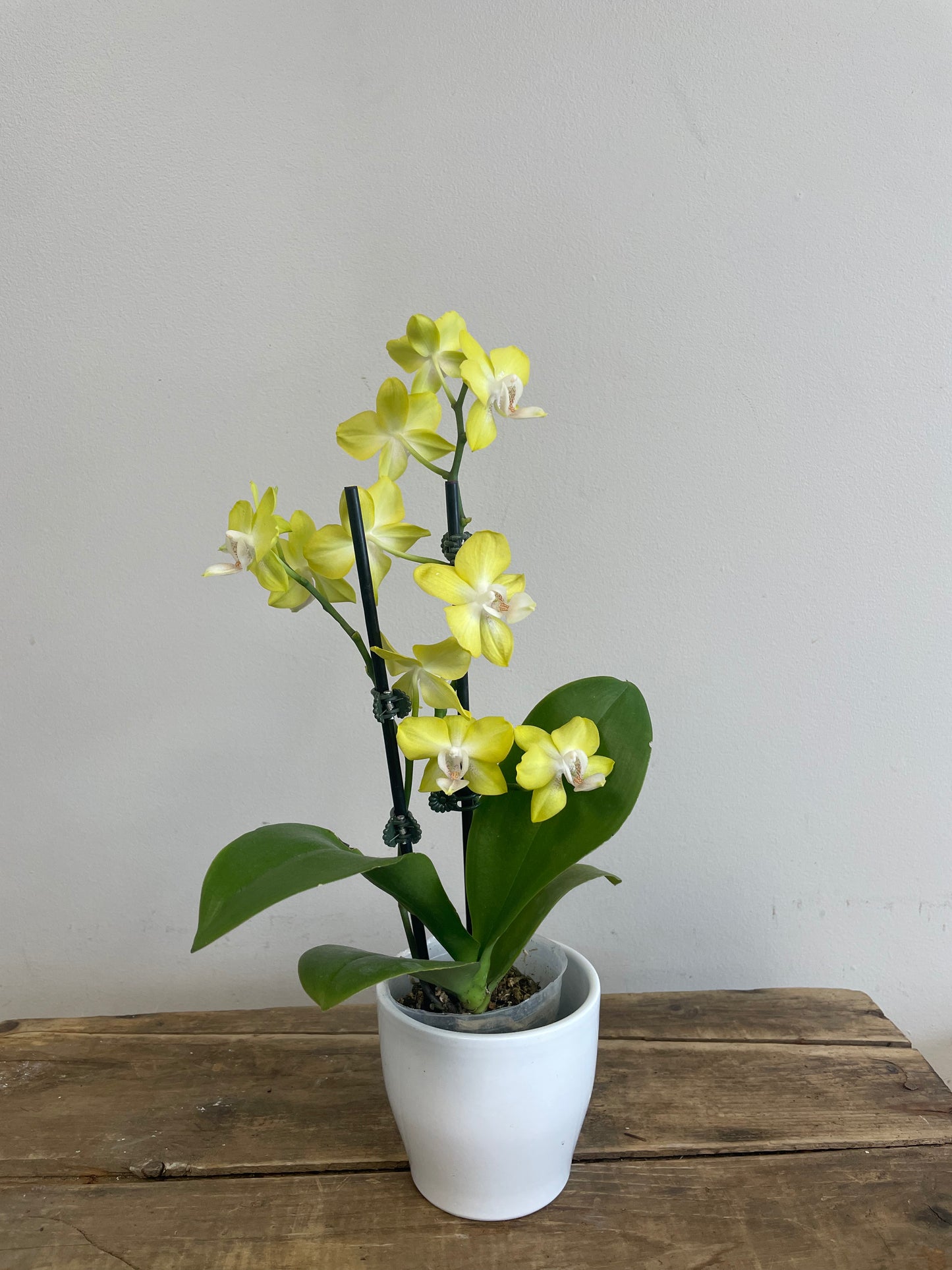 Phalaenopsis Orchid with Pot