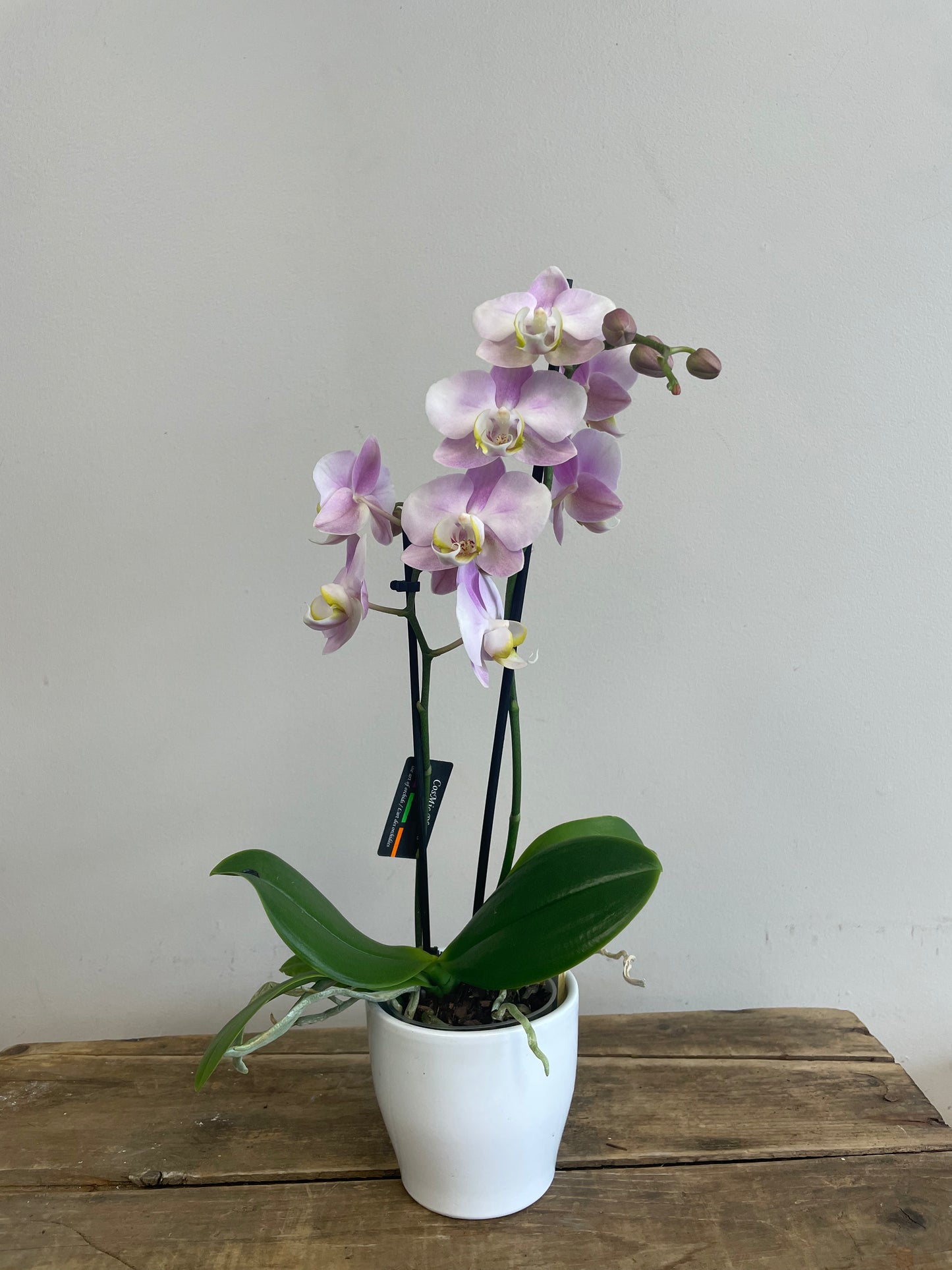 Phalaenopsis Orchid with Pot