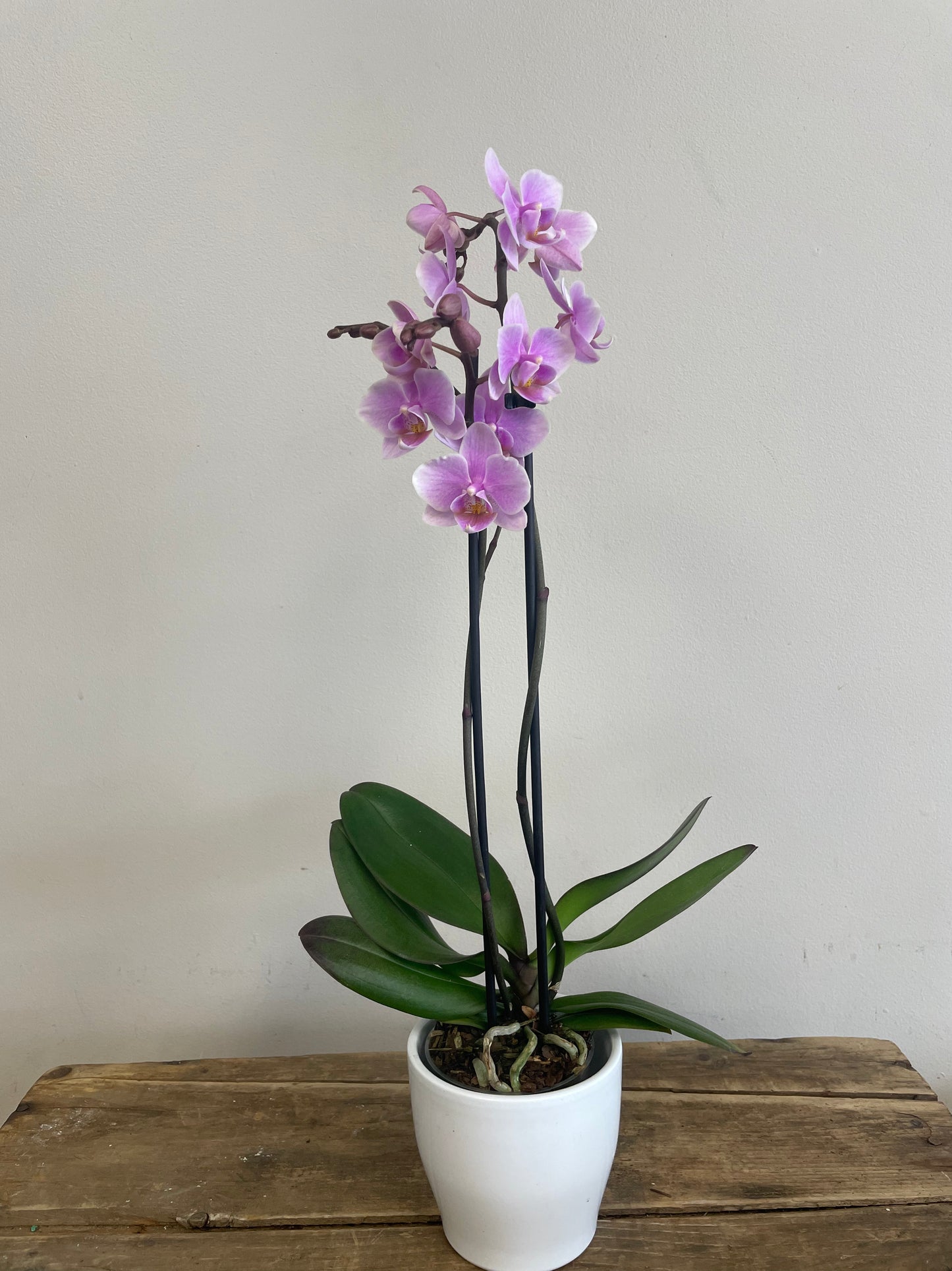 Phalaenopsis Orchid with Pot