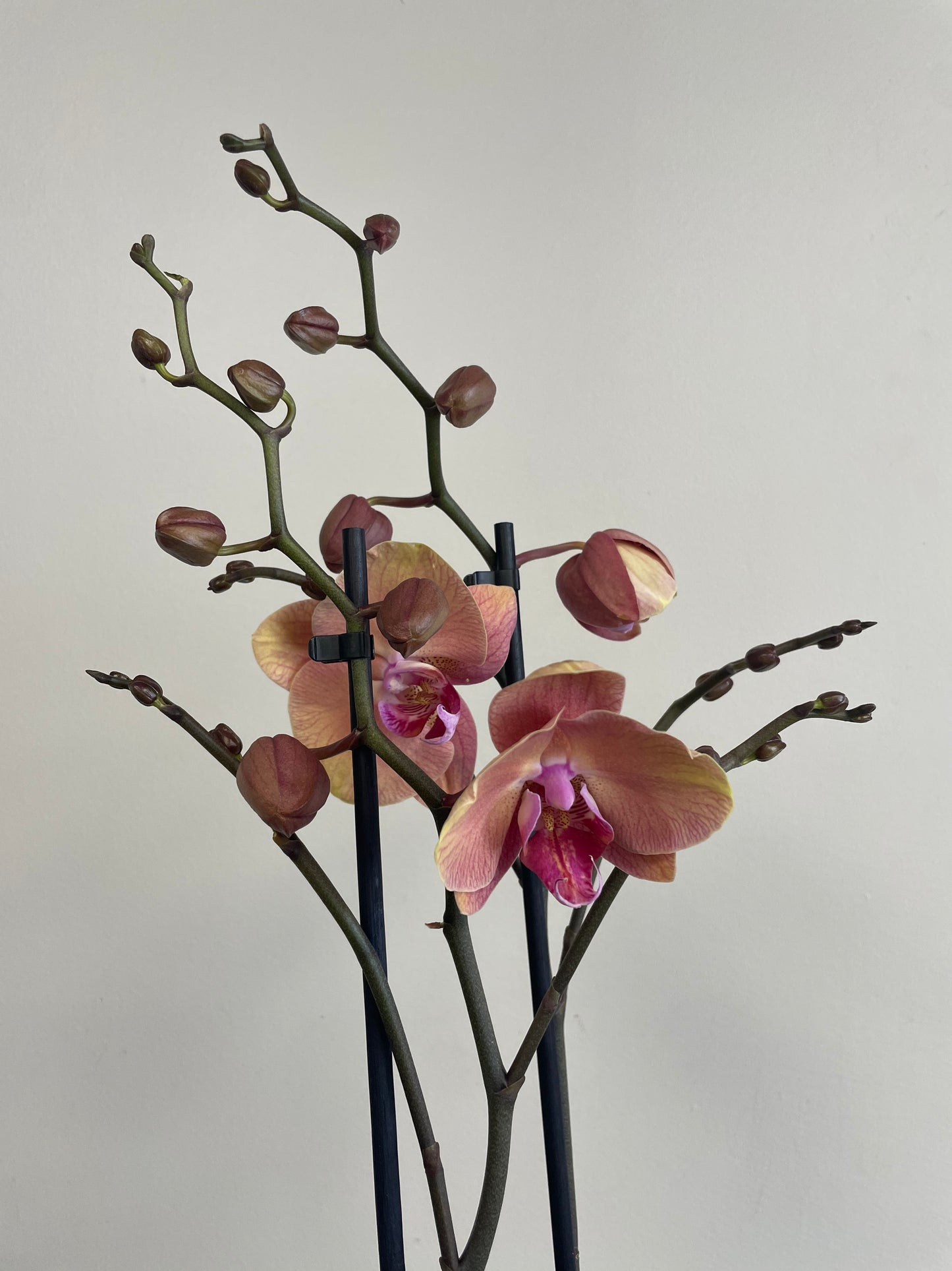 Phalaenopsis Orchid with Pot