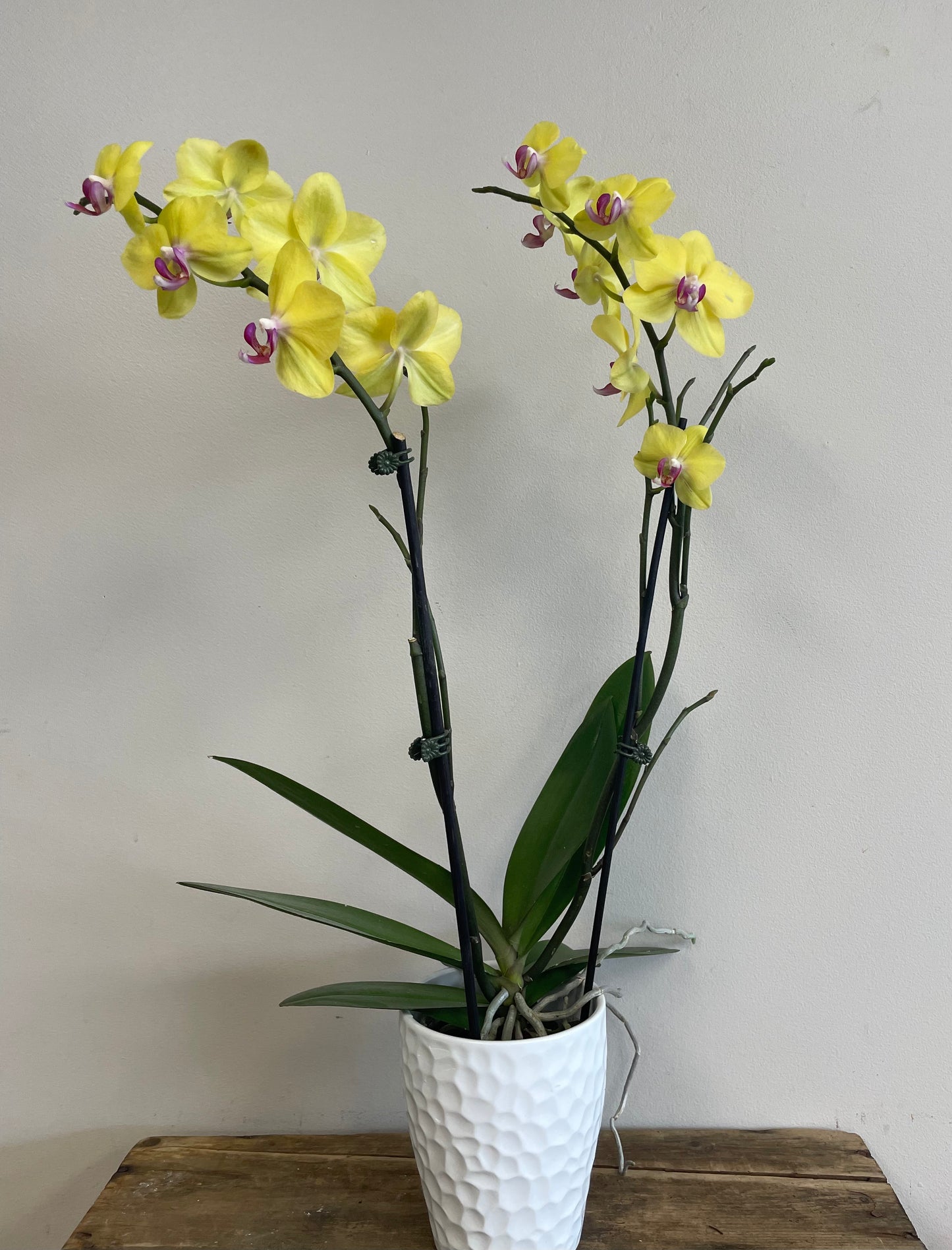 Phalaenopsis Orchid with Pot
