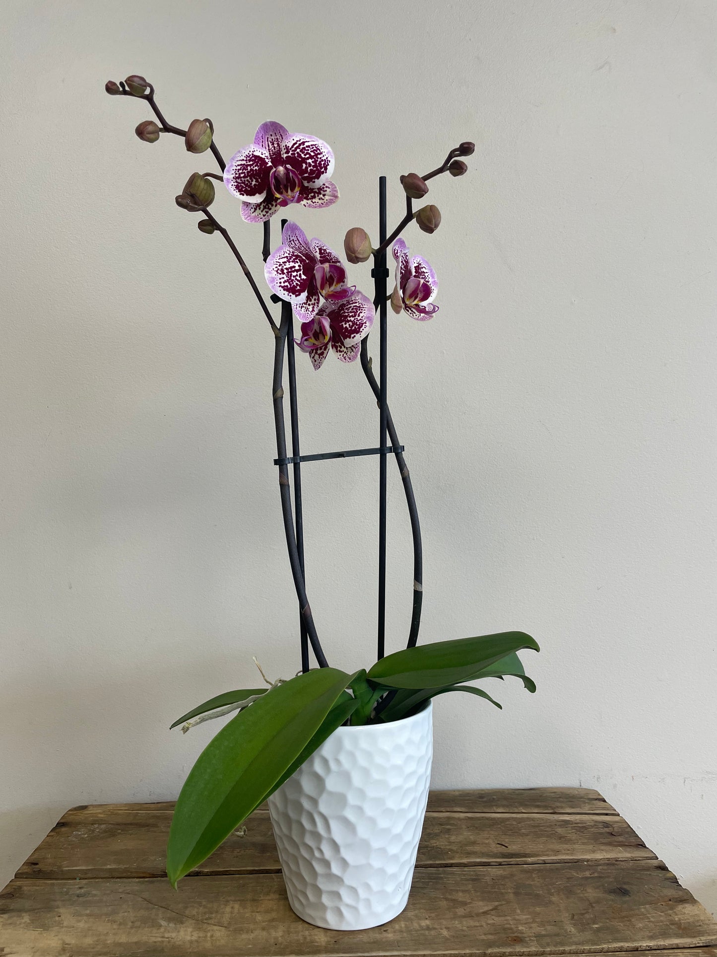 Phalaenopsis Orchid with Pot
