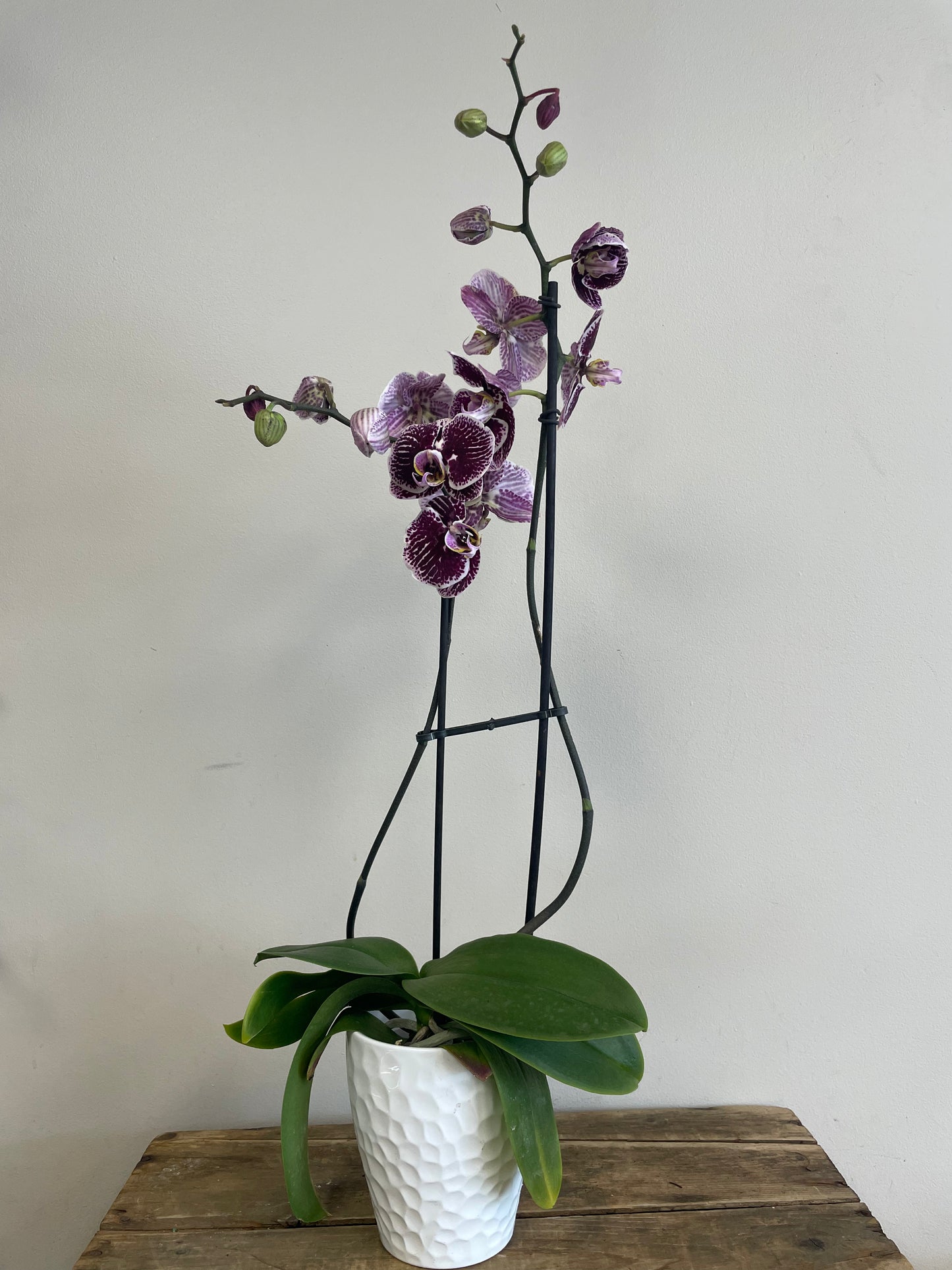 Phalaenopsis Orchid with Pot