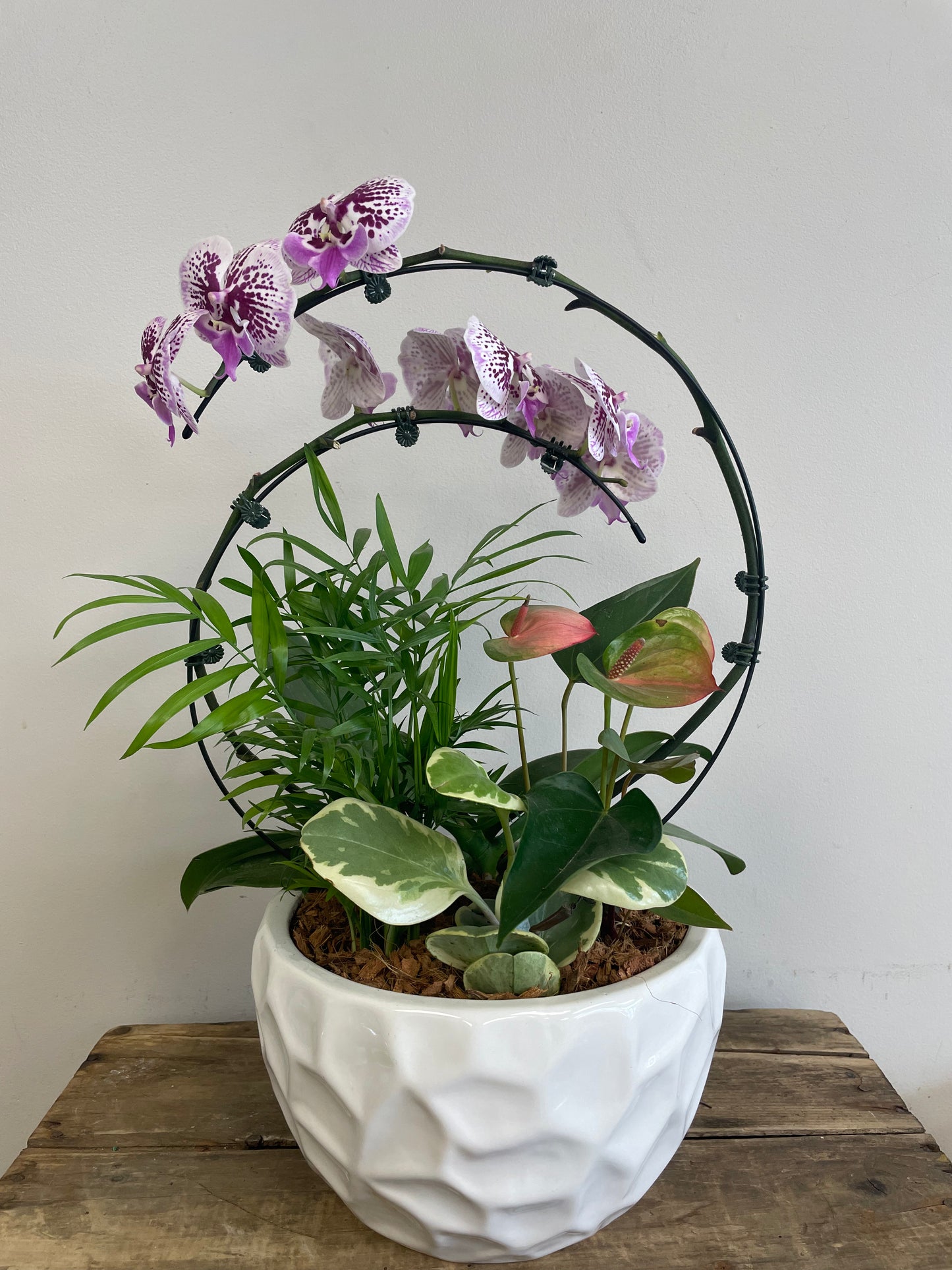 Orchid & Anthurium Planter