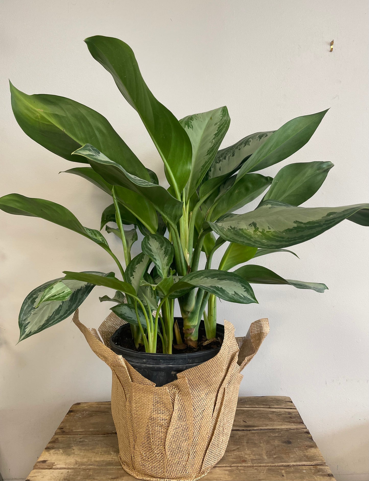 Aglaonema