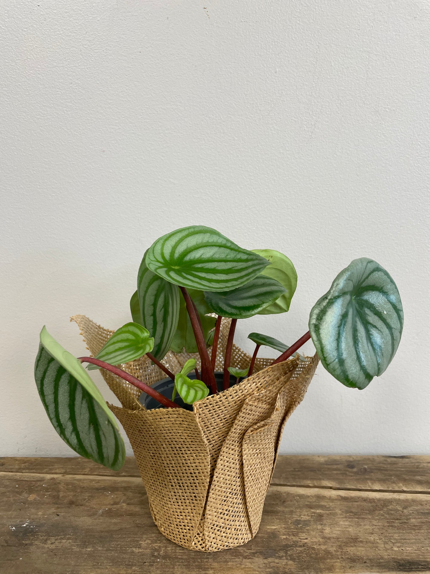 Watermelon Peperomia