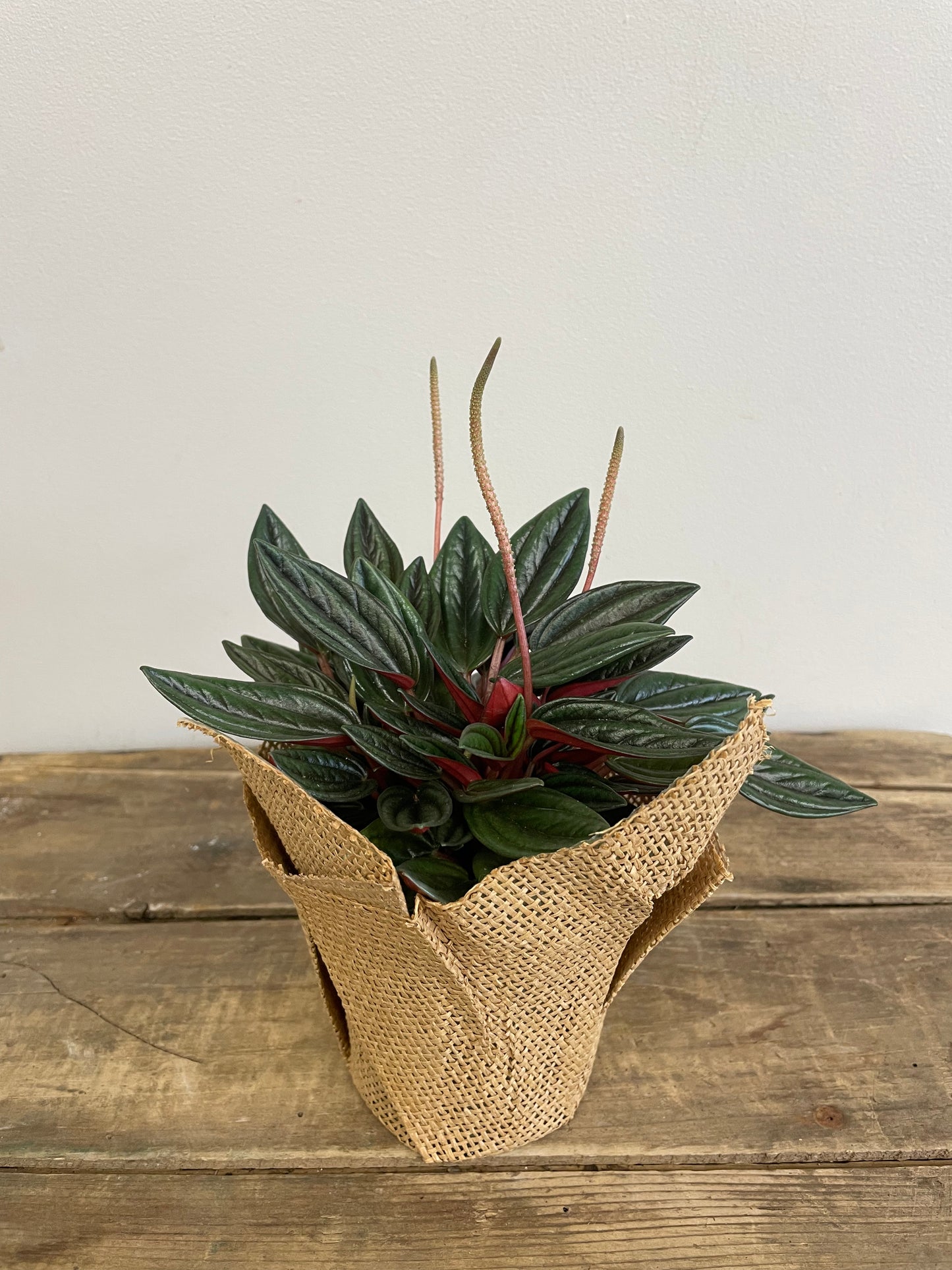 Peperomia Rosso