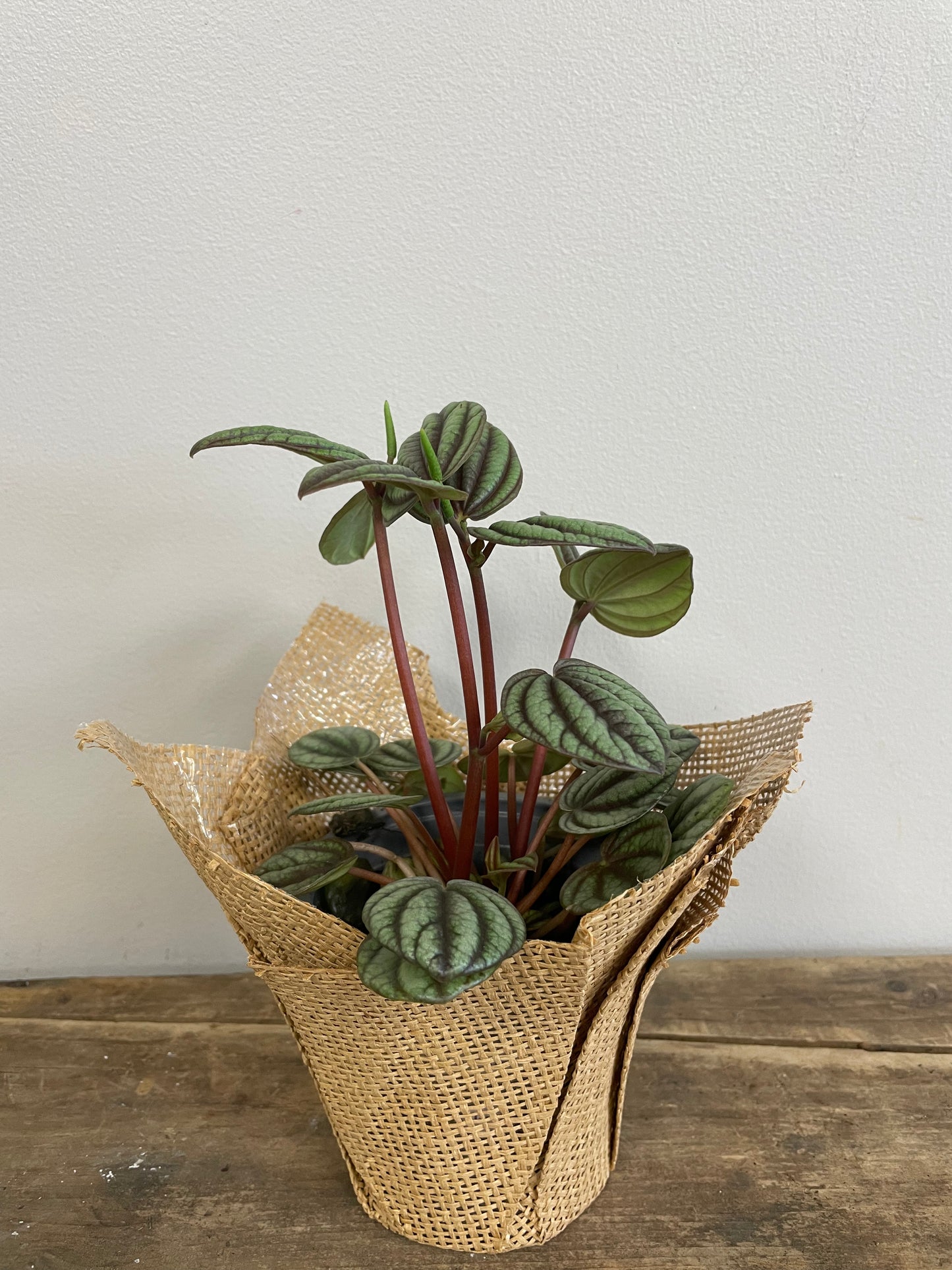 Peperomia Picola Band