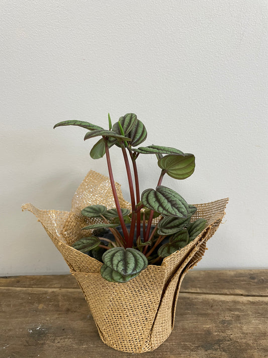 Peperomia Picola Band