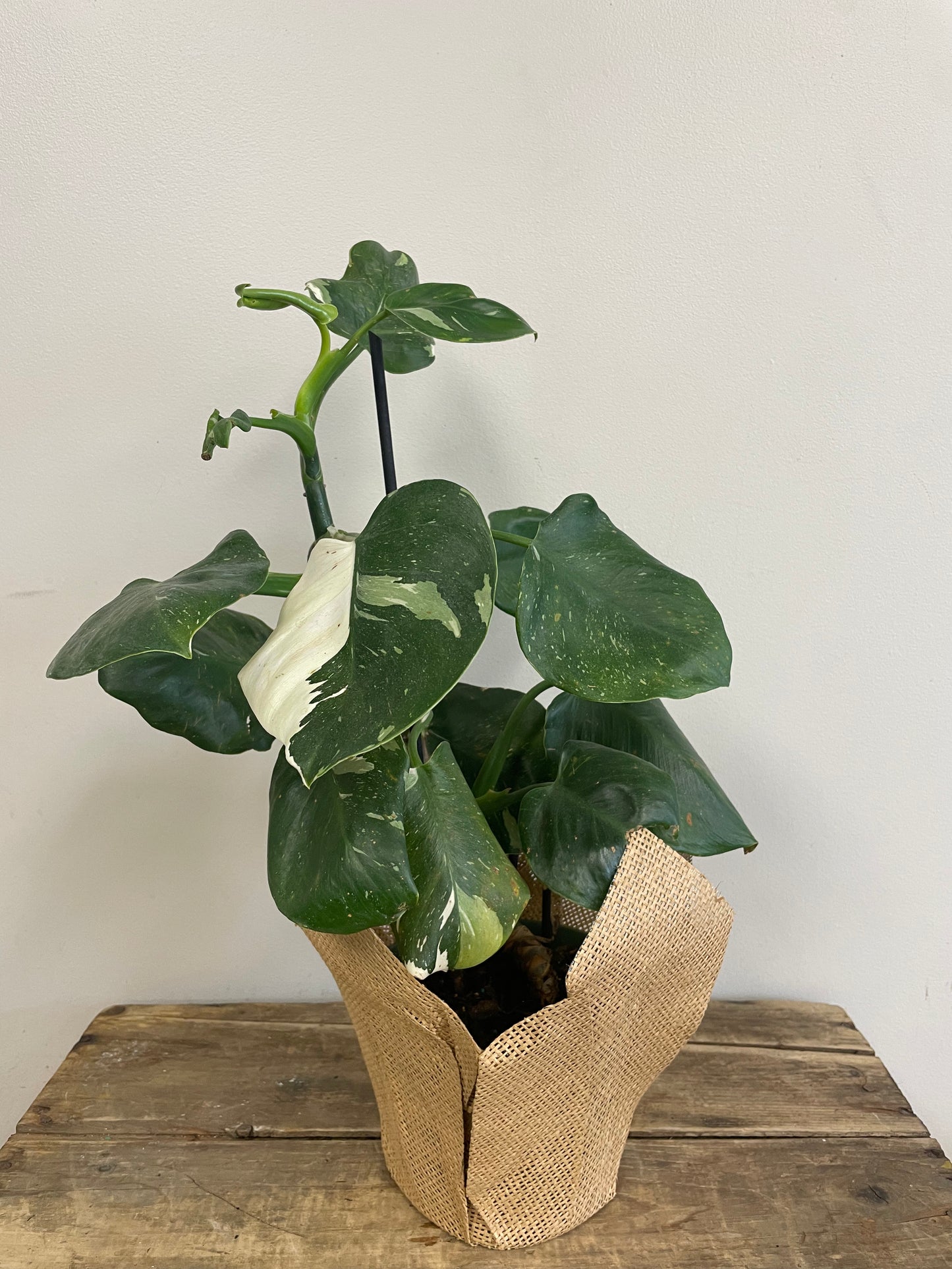 Philodendron White Princess