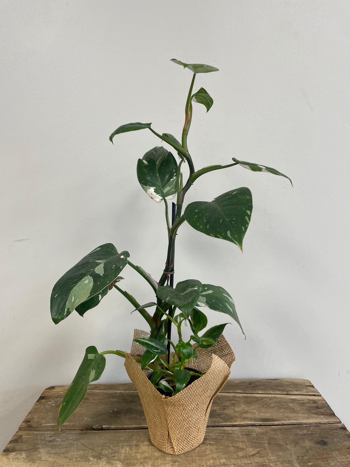 Philodendron White Princess