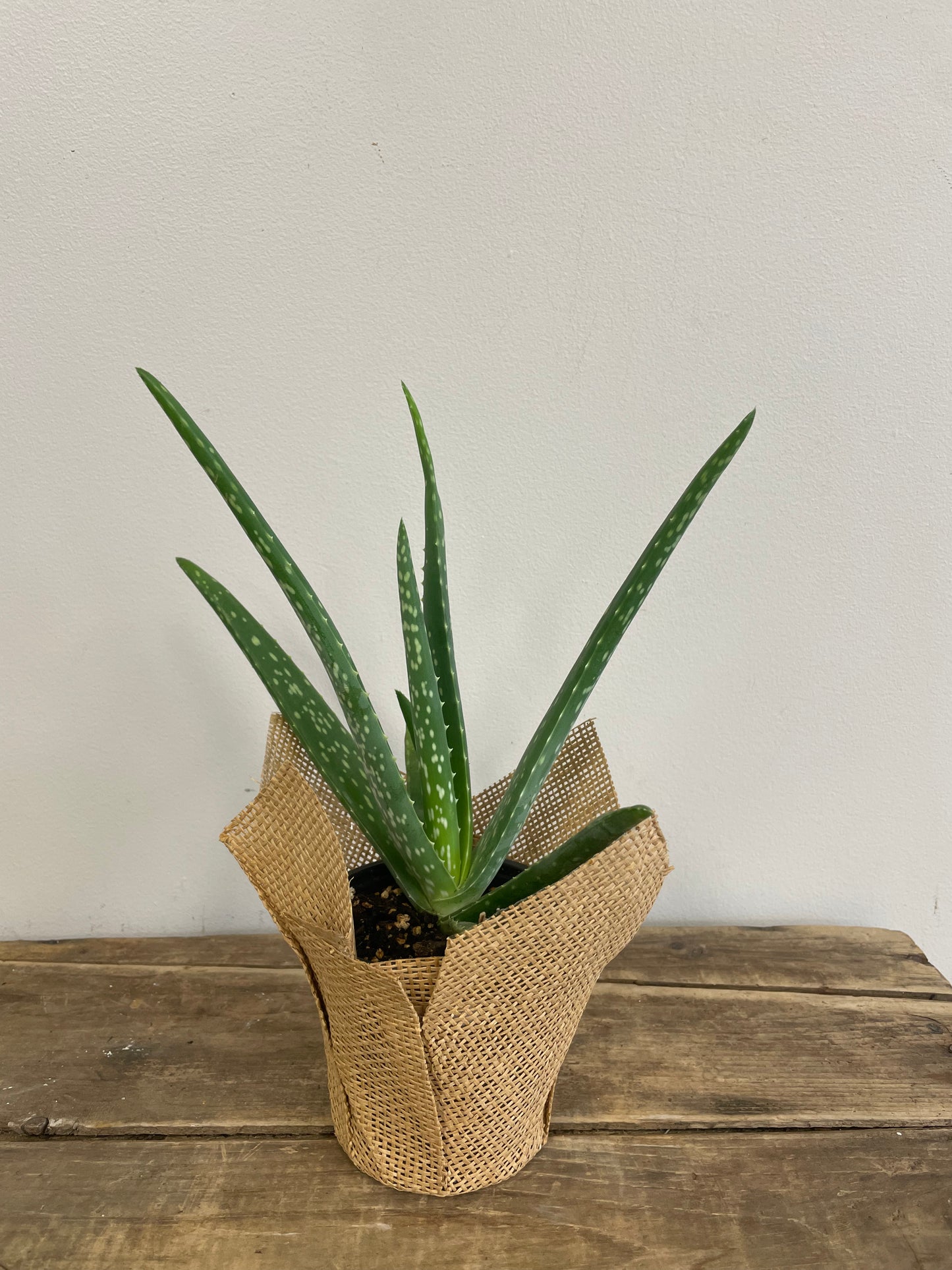 Aloe Vera