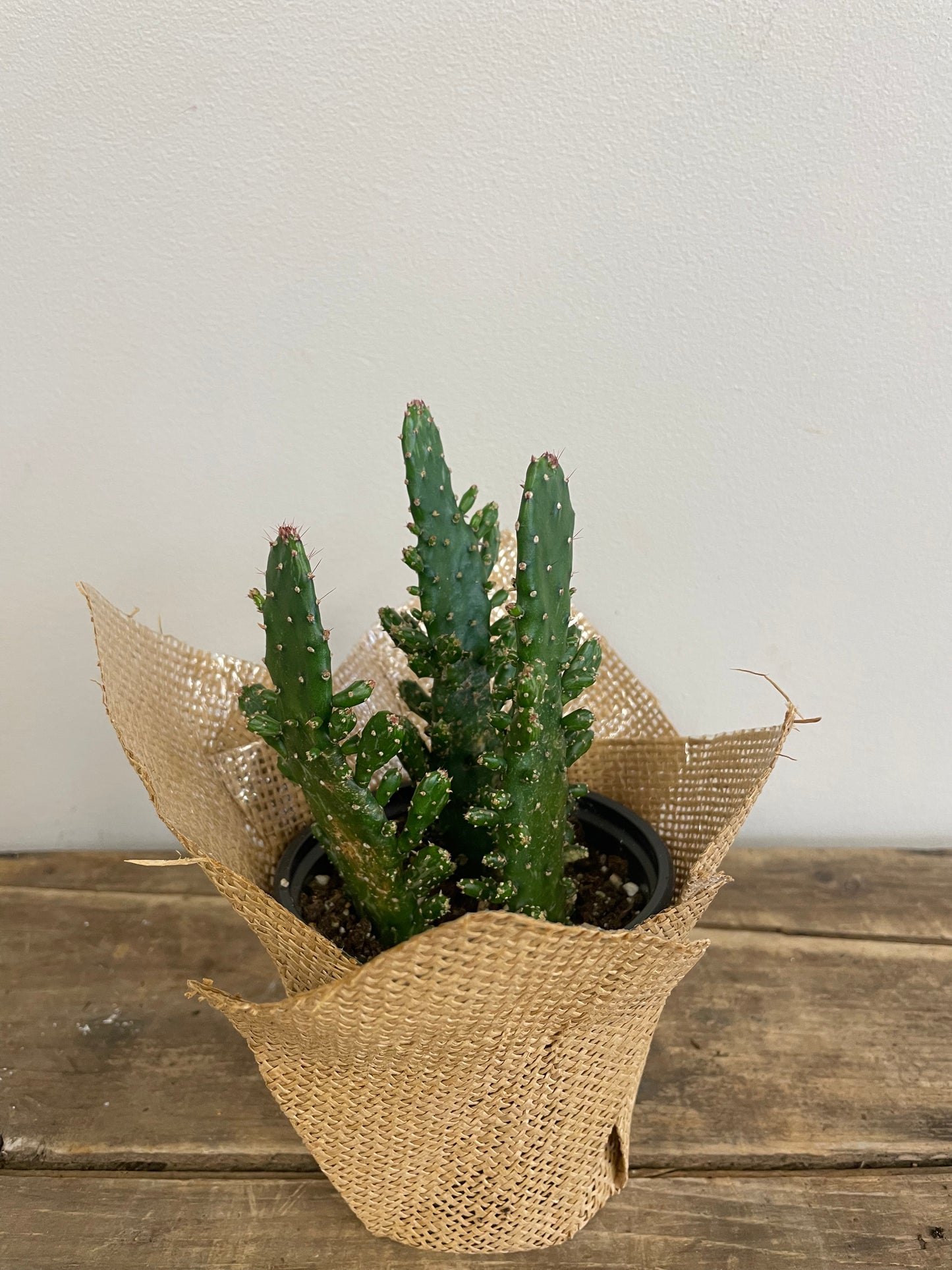 Succulents