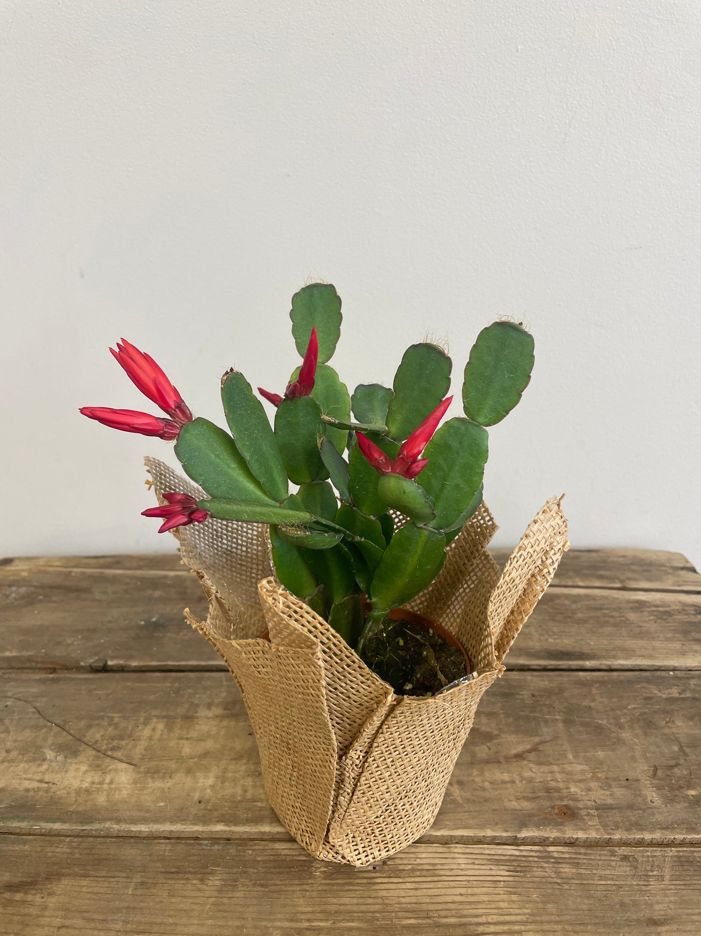 Easter Cactus