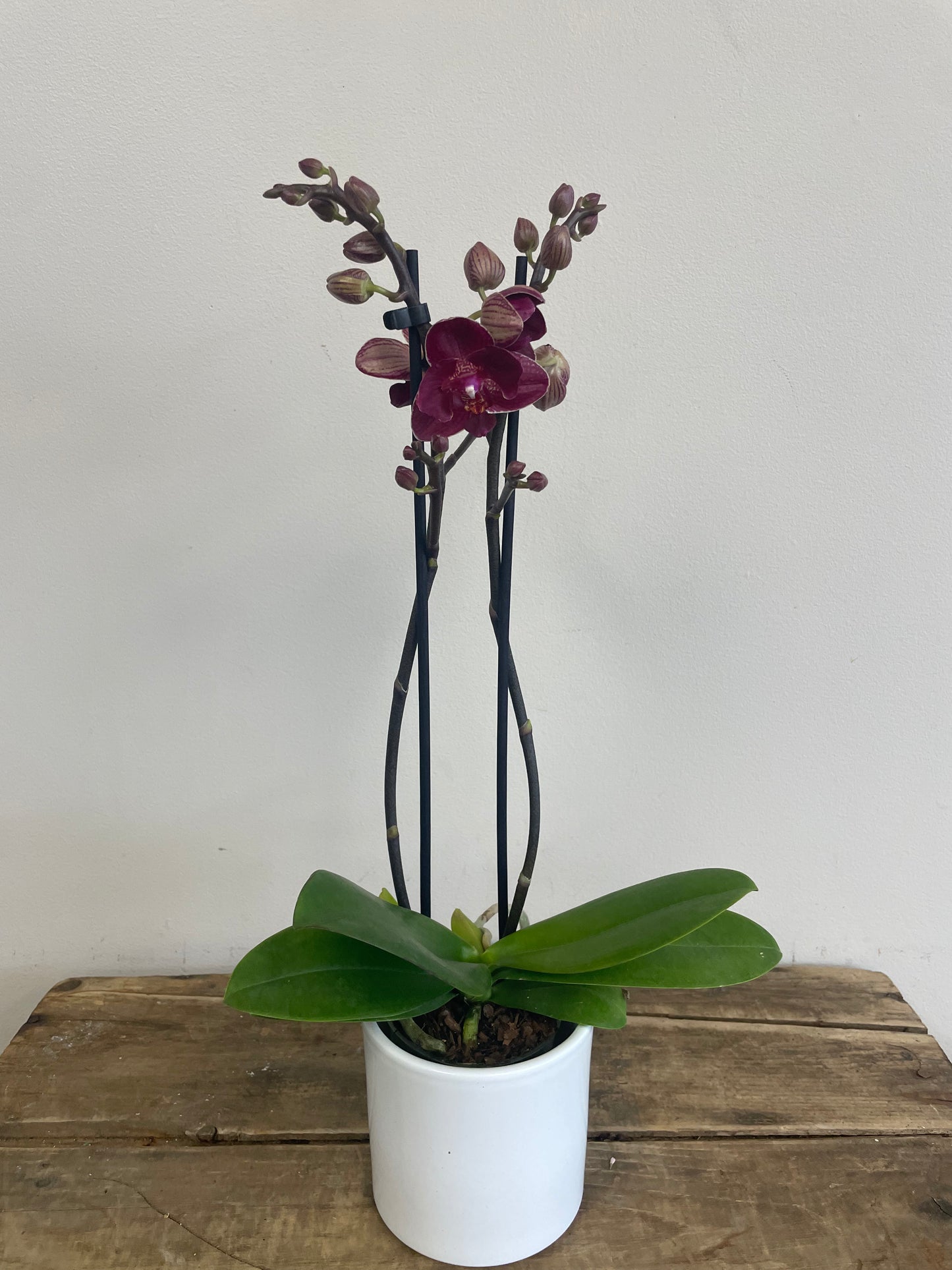 Phalaenopsis Orchid with Pot