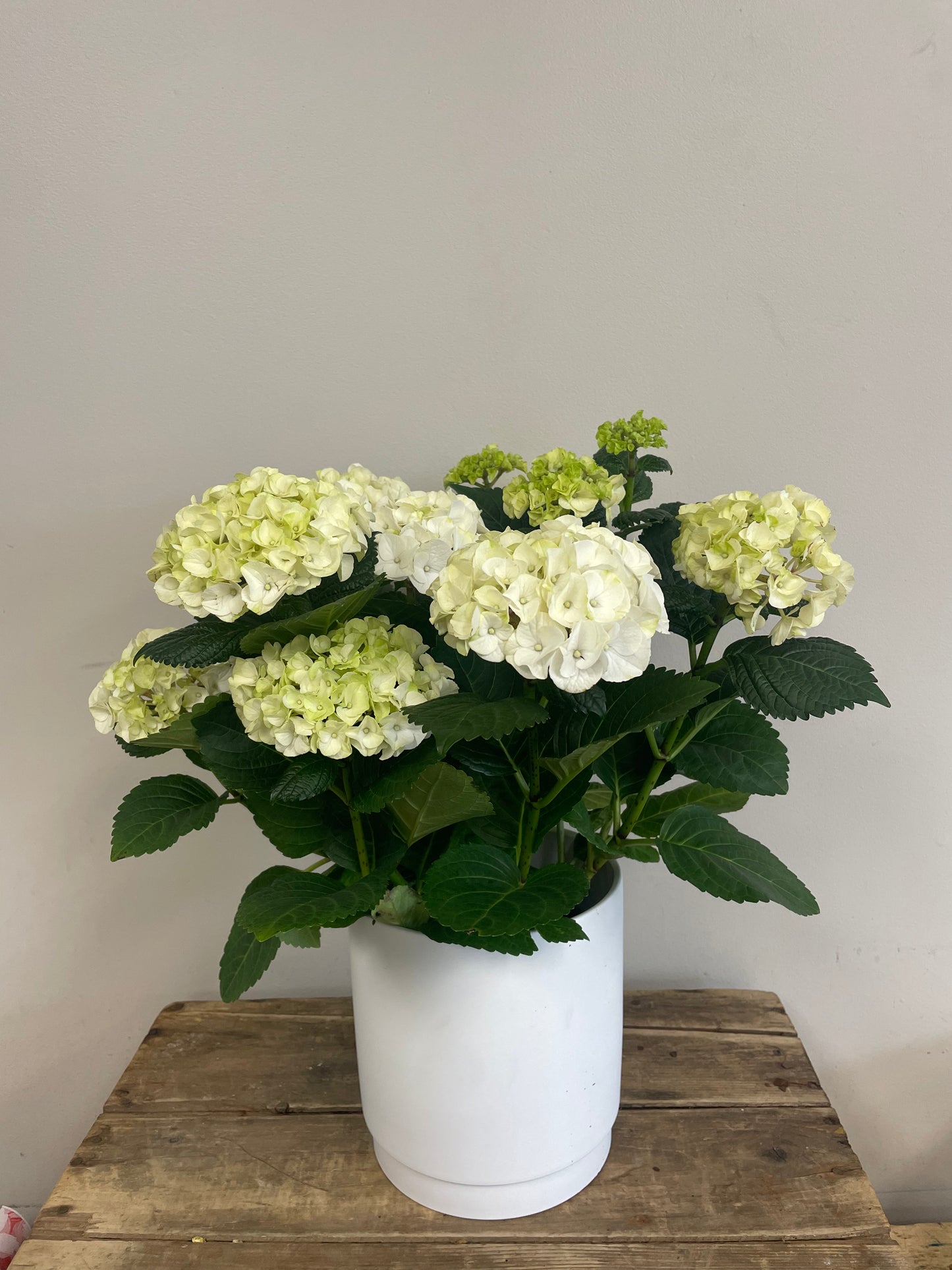 Potted Hydrangea