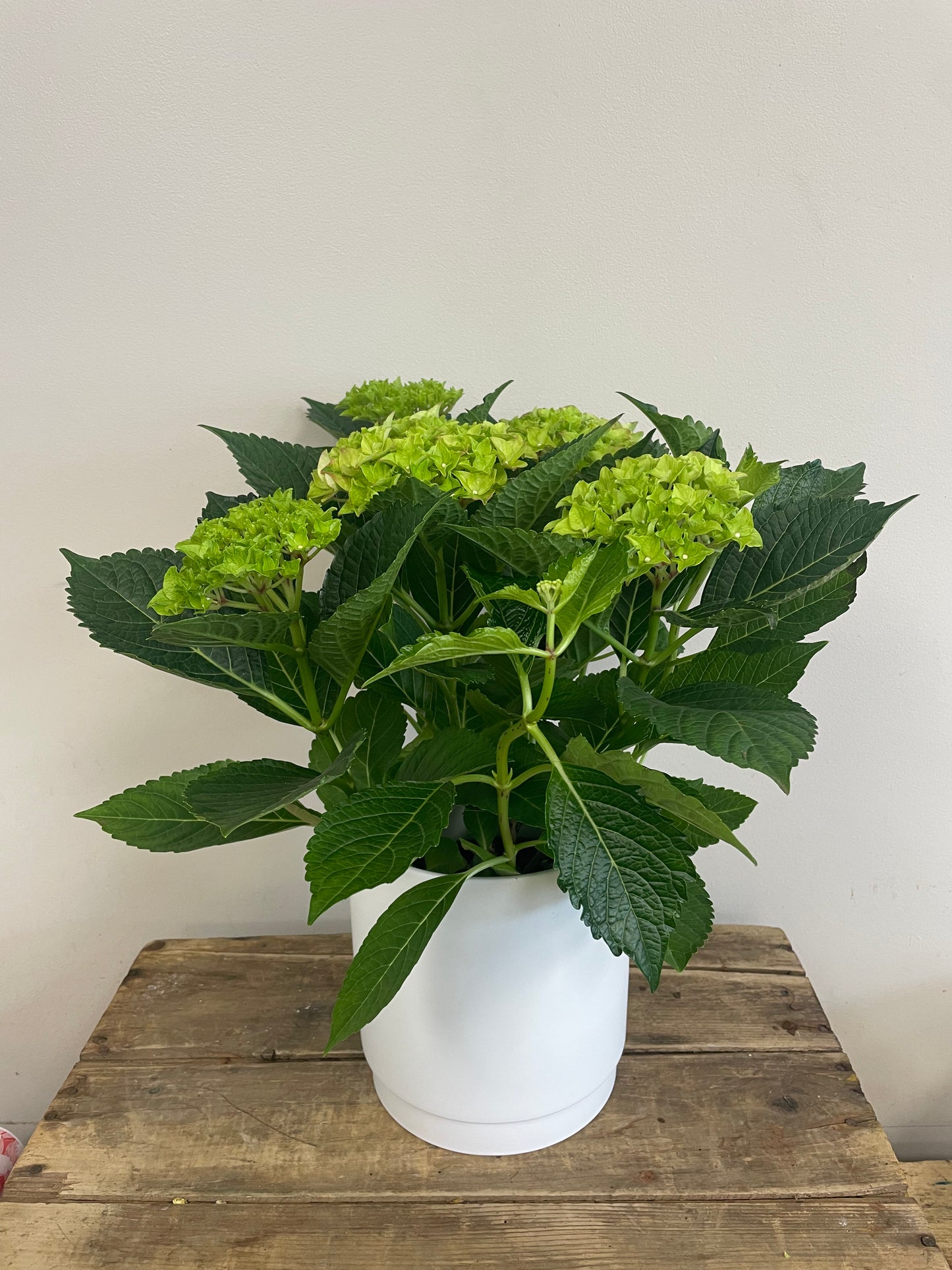 Potted Hydrangea