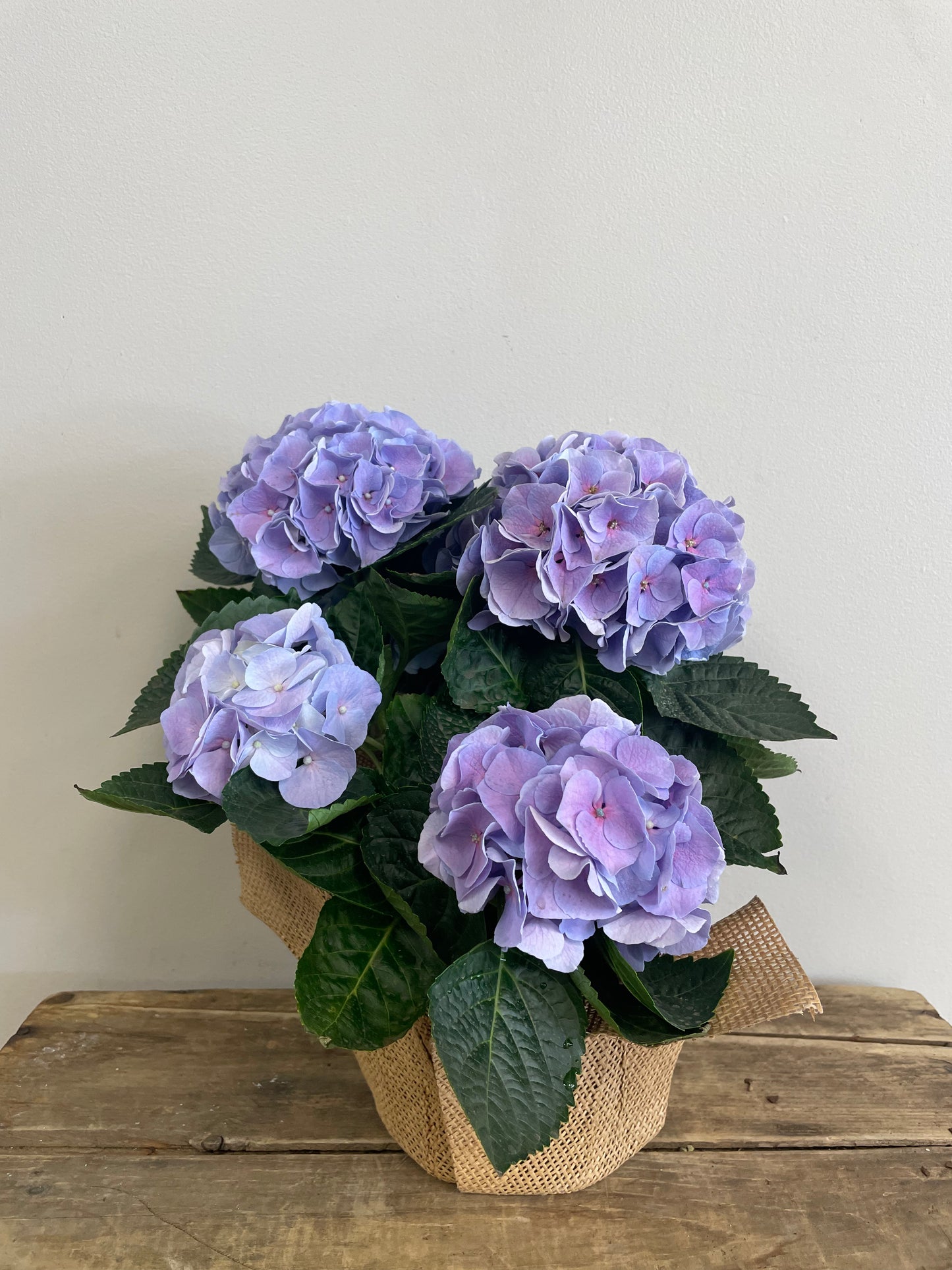 Potted Hydrangea