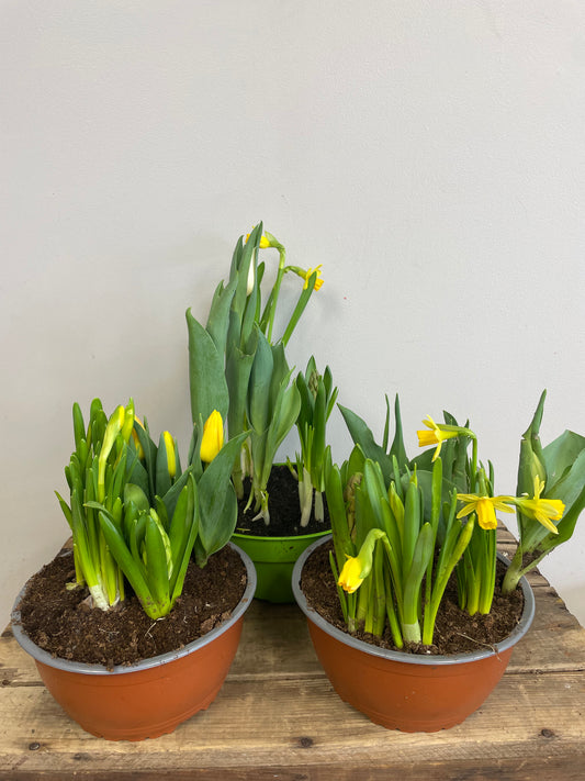 Potted Bulbs Planter