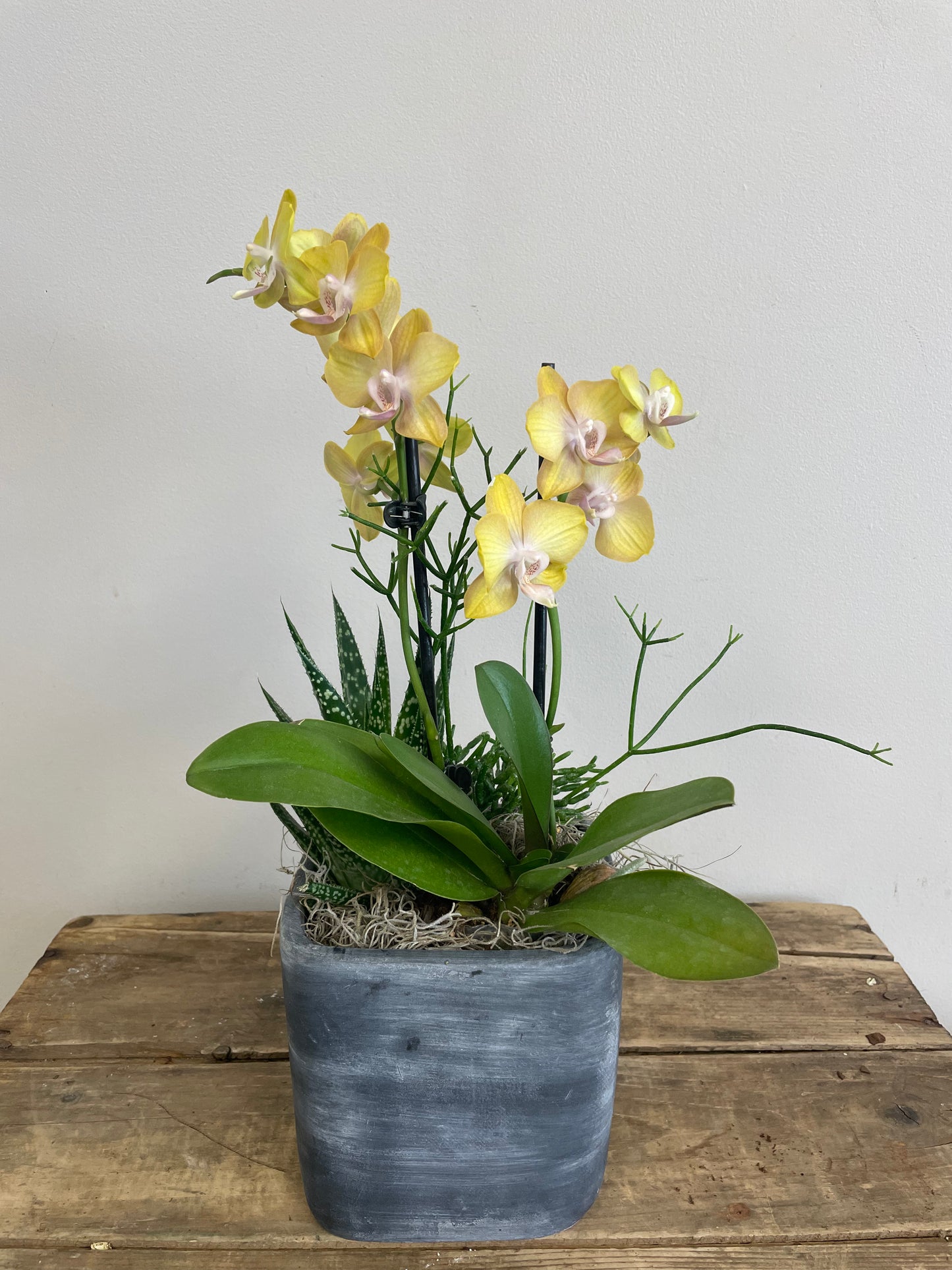 Orchid & Succulent Planter