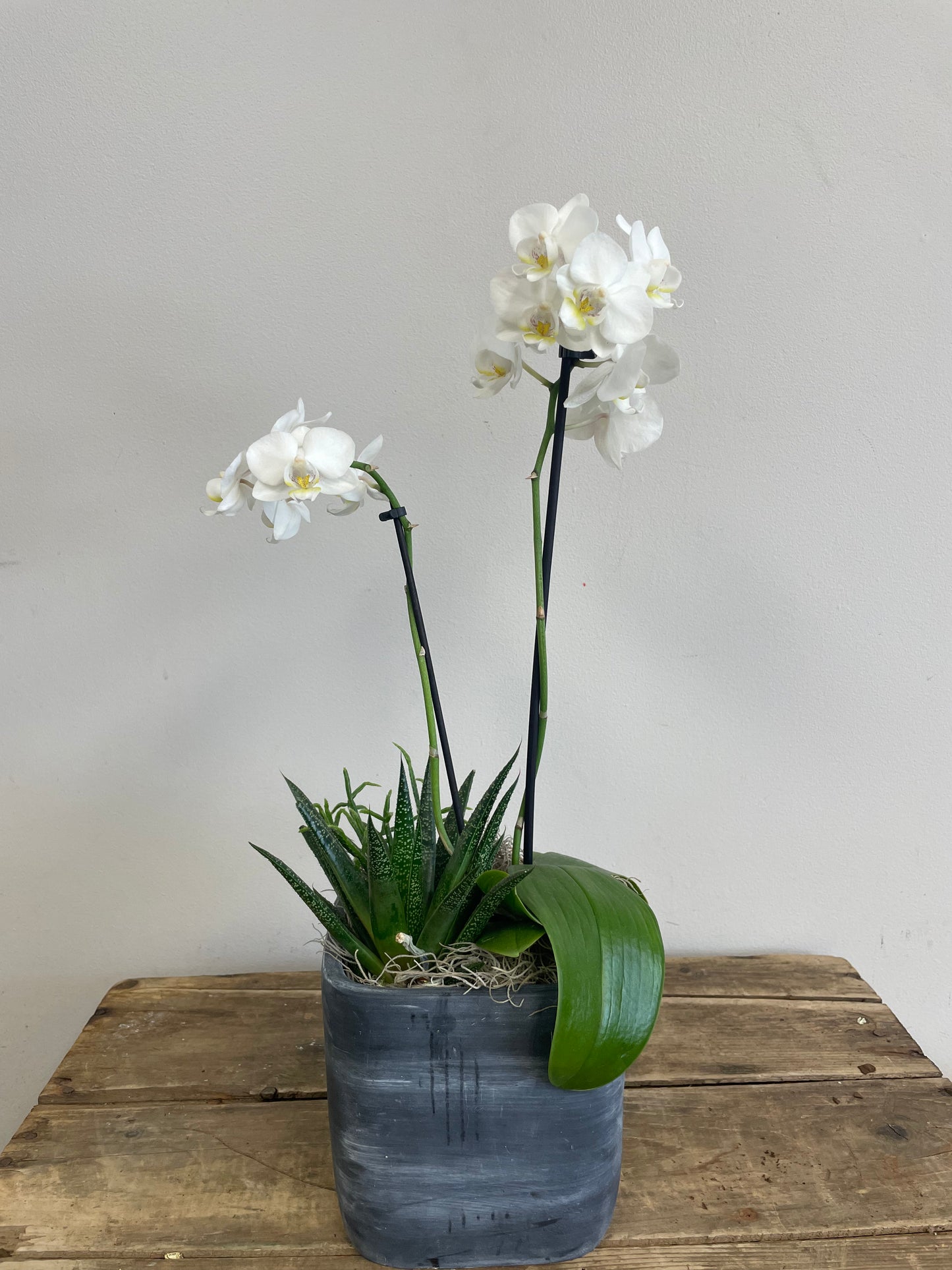 Orchid & Succulent Planter