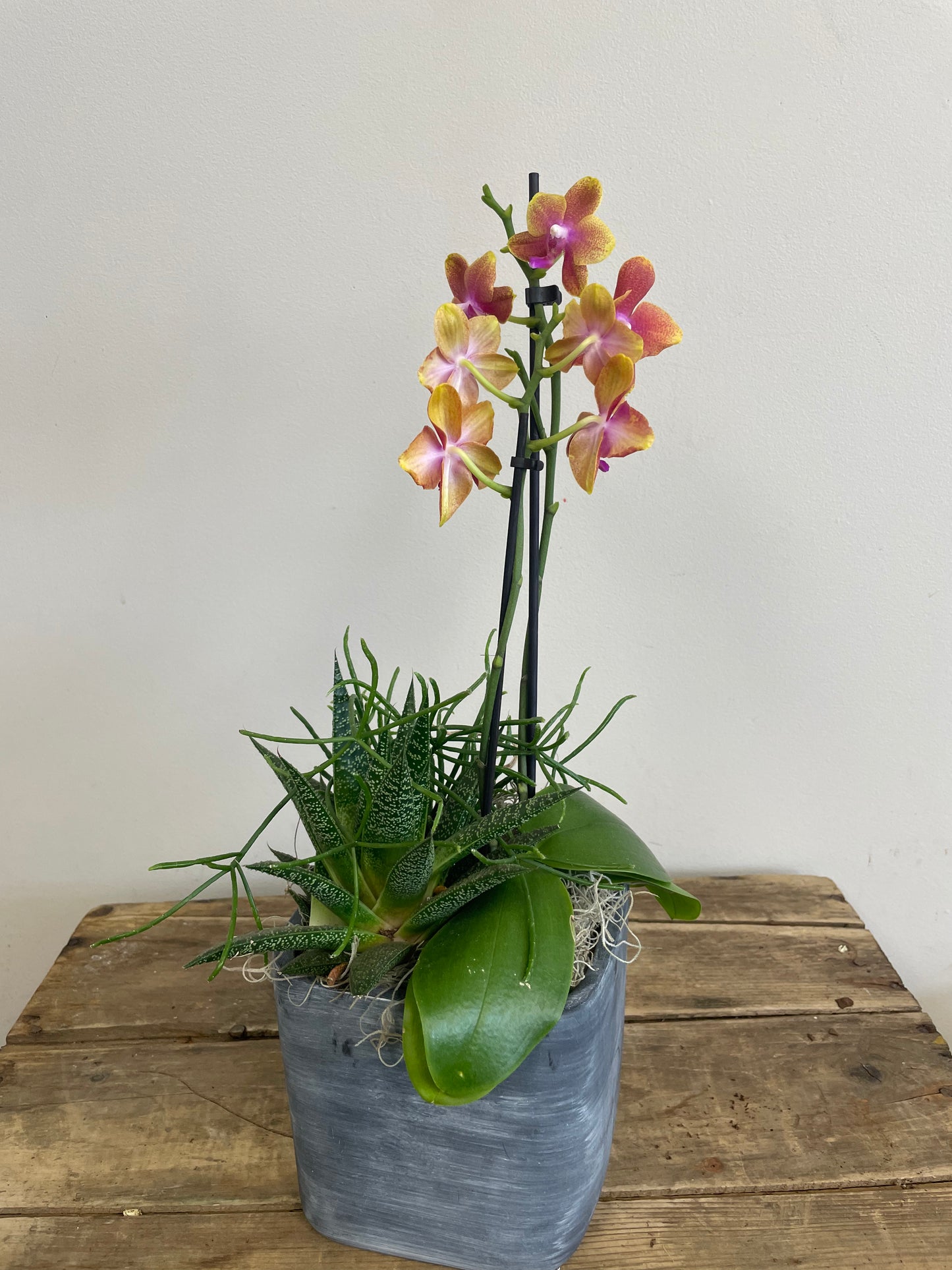 Orchid & Succulent Planter