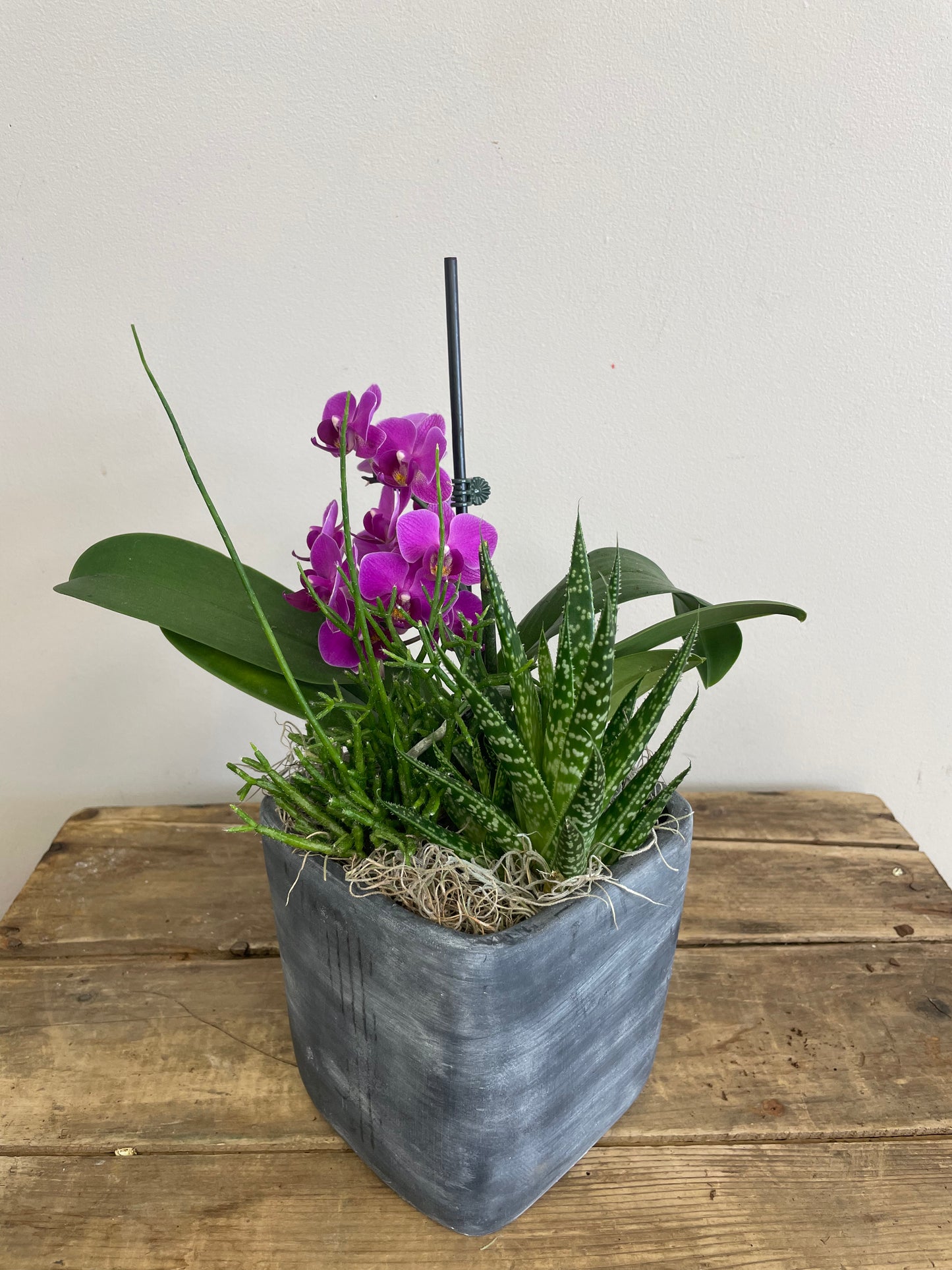 Orchid & Succulent Planter
