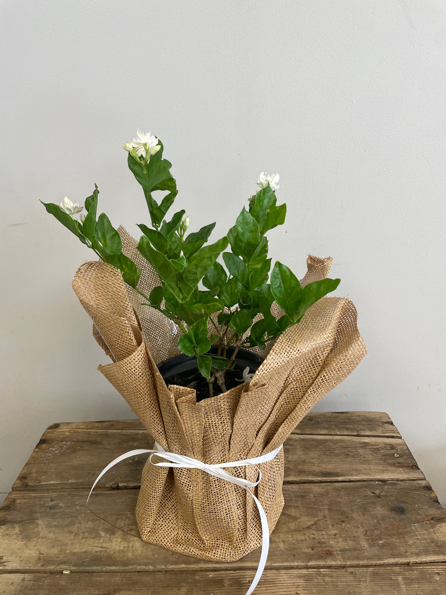 Jasmine Plant