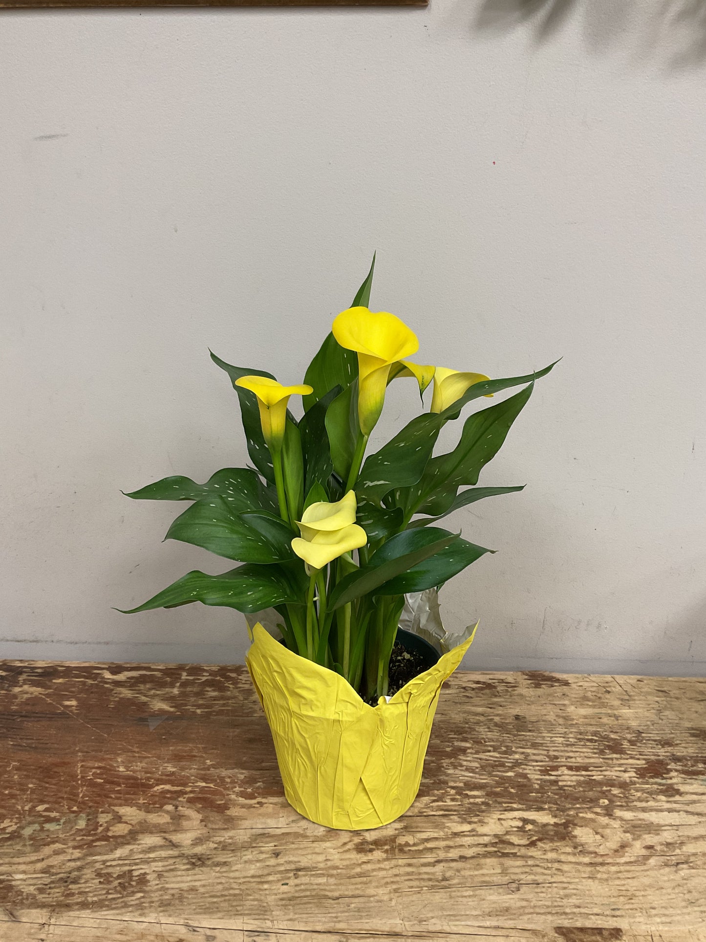Potted Calla Lily Plant