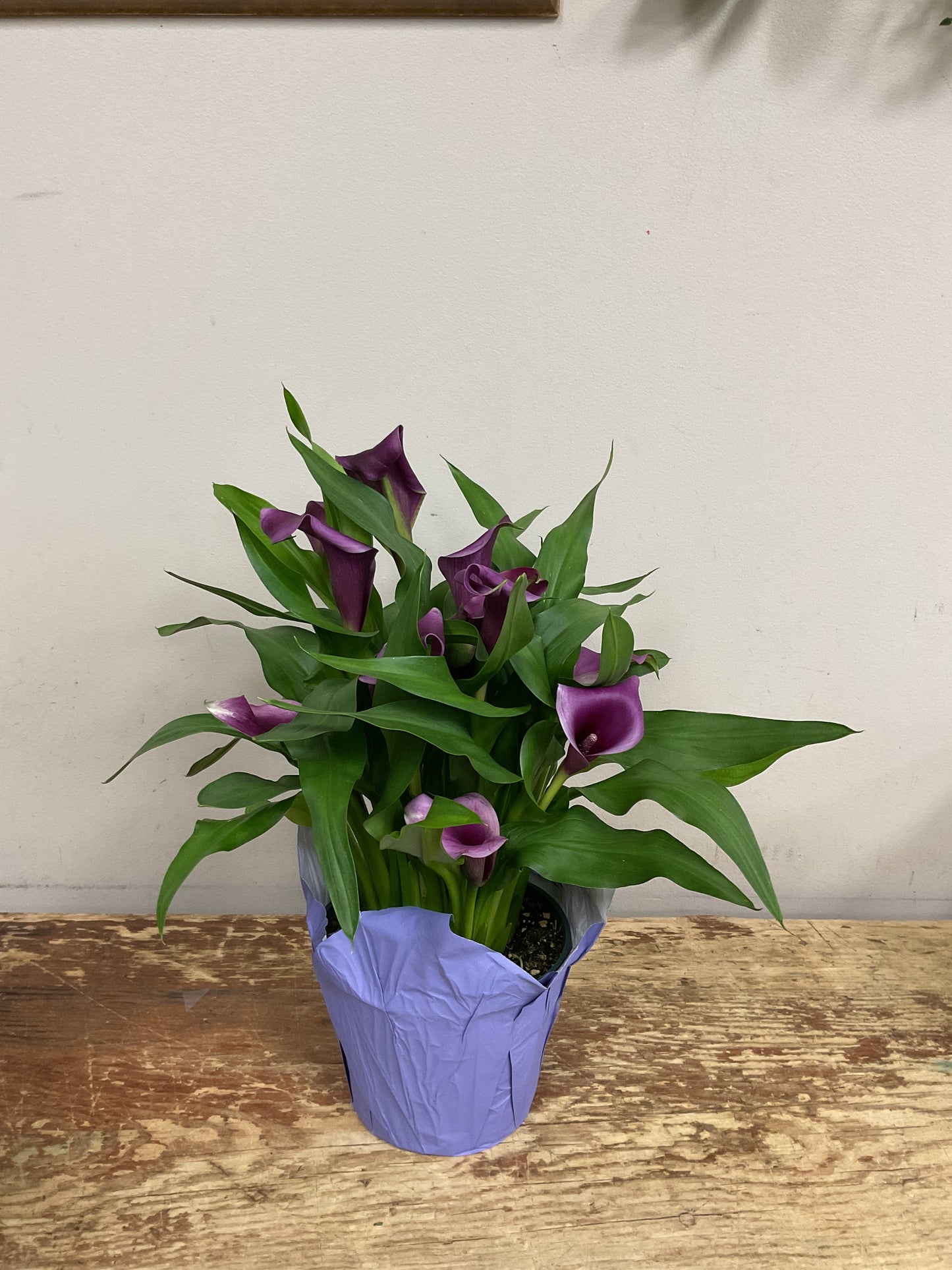 Potted Calla Lily Plant