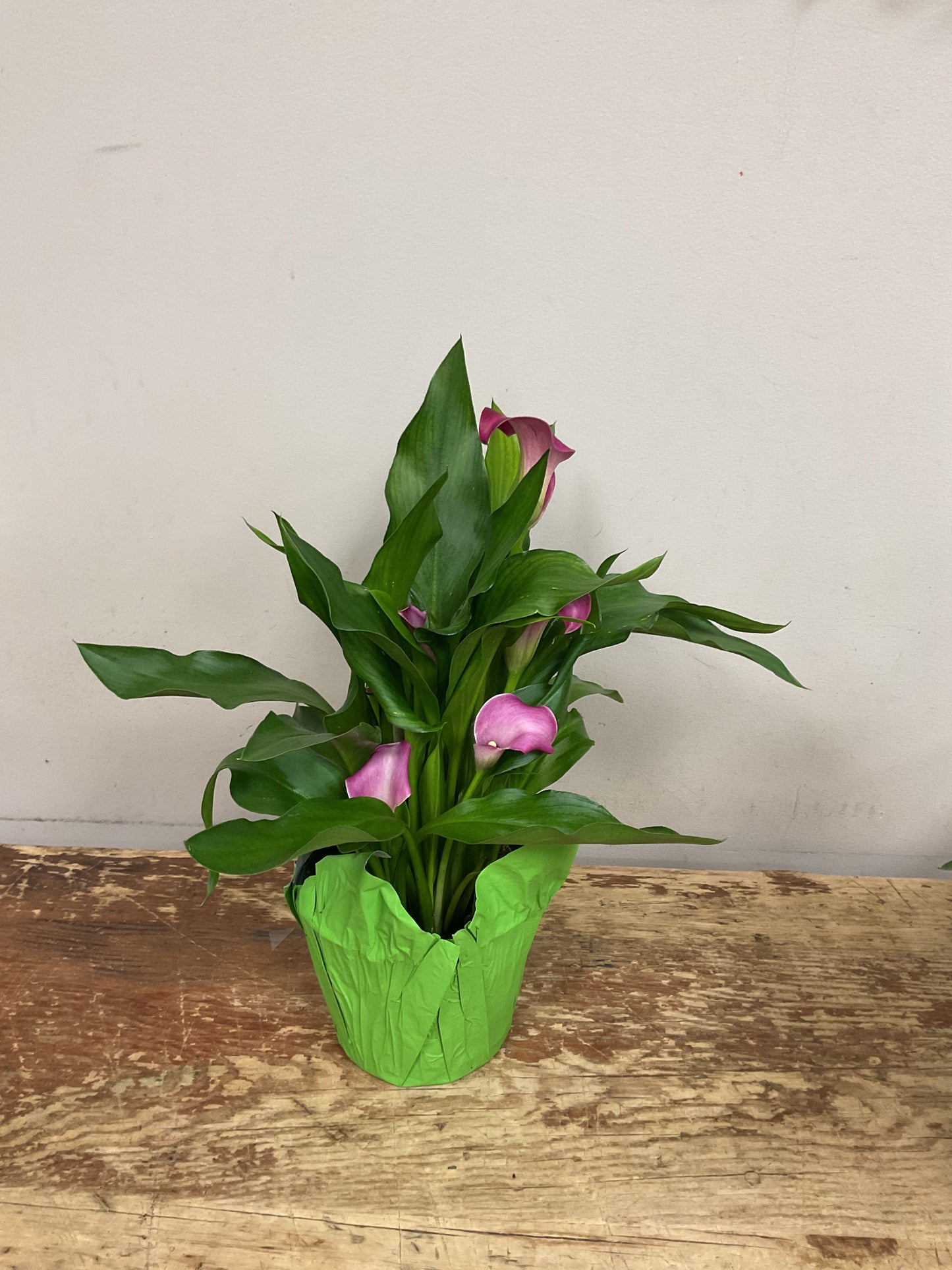 Potted Calla Lily Plant