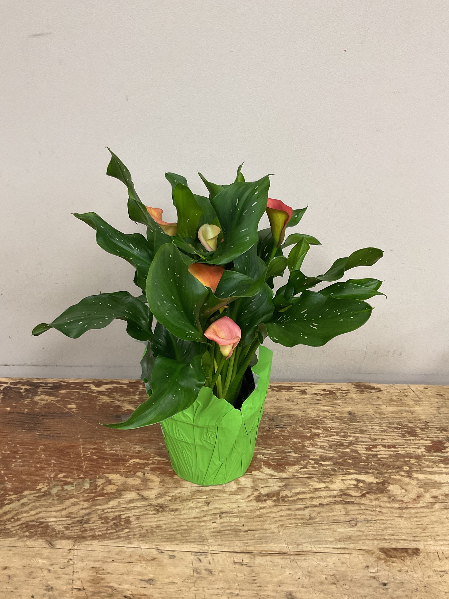 Potted Calla Lily Plant