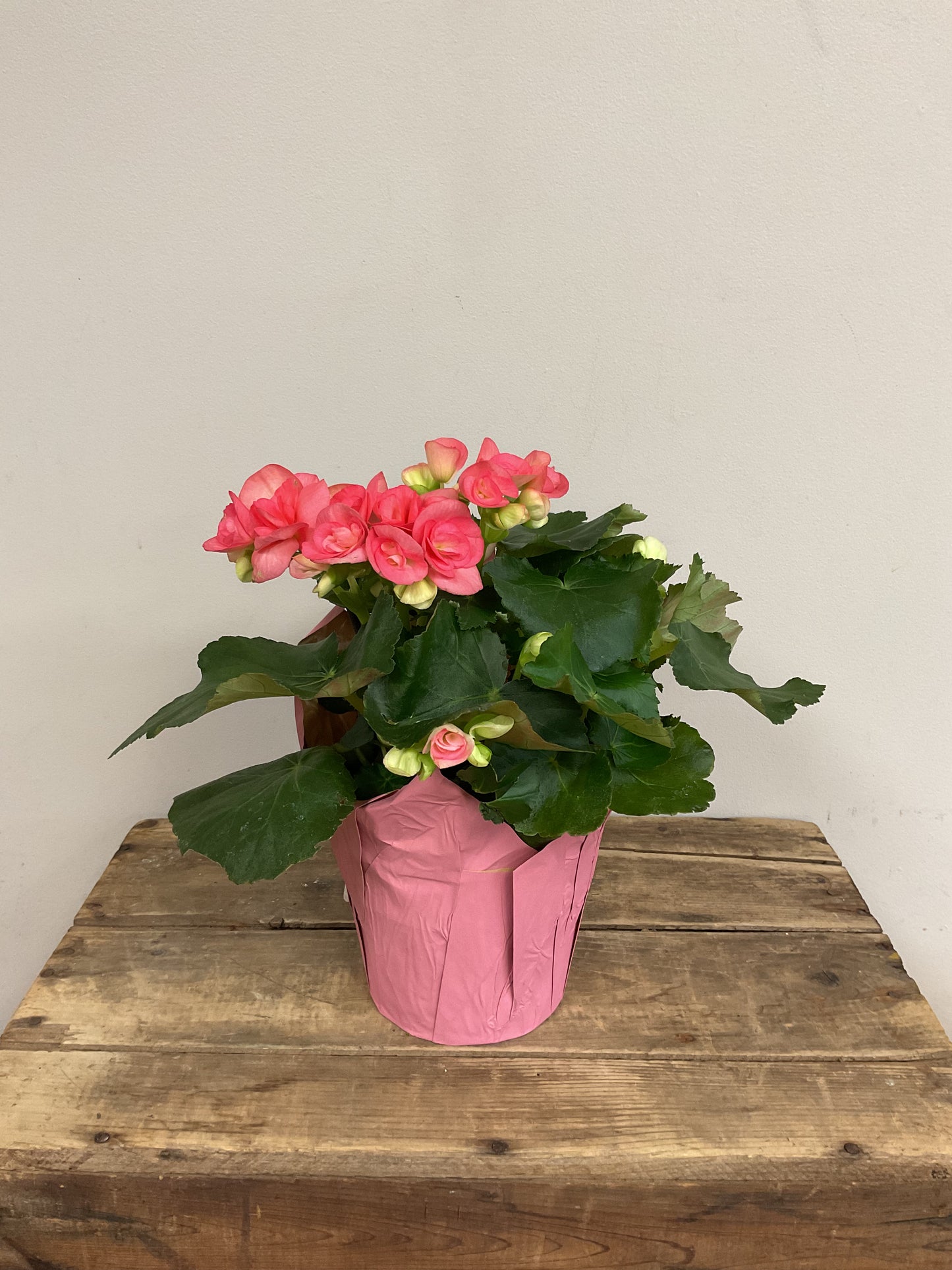 Begonia