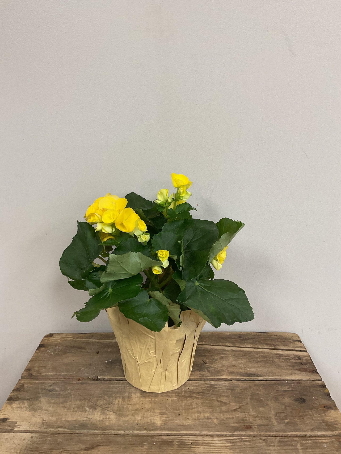 Begonia