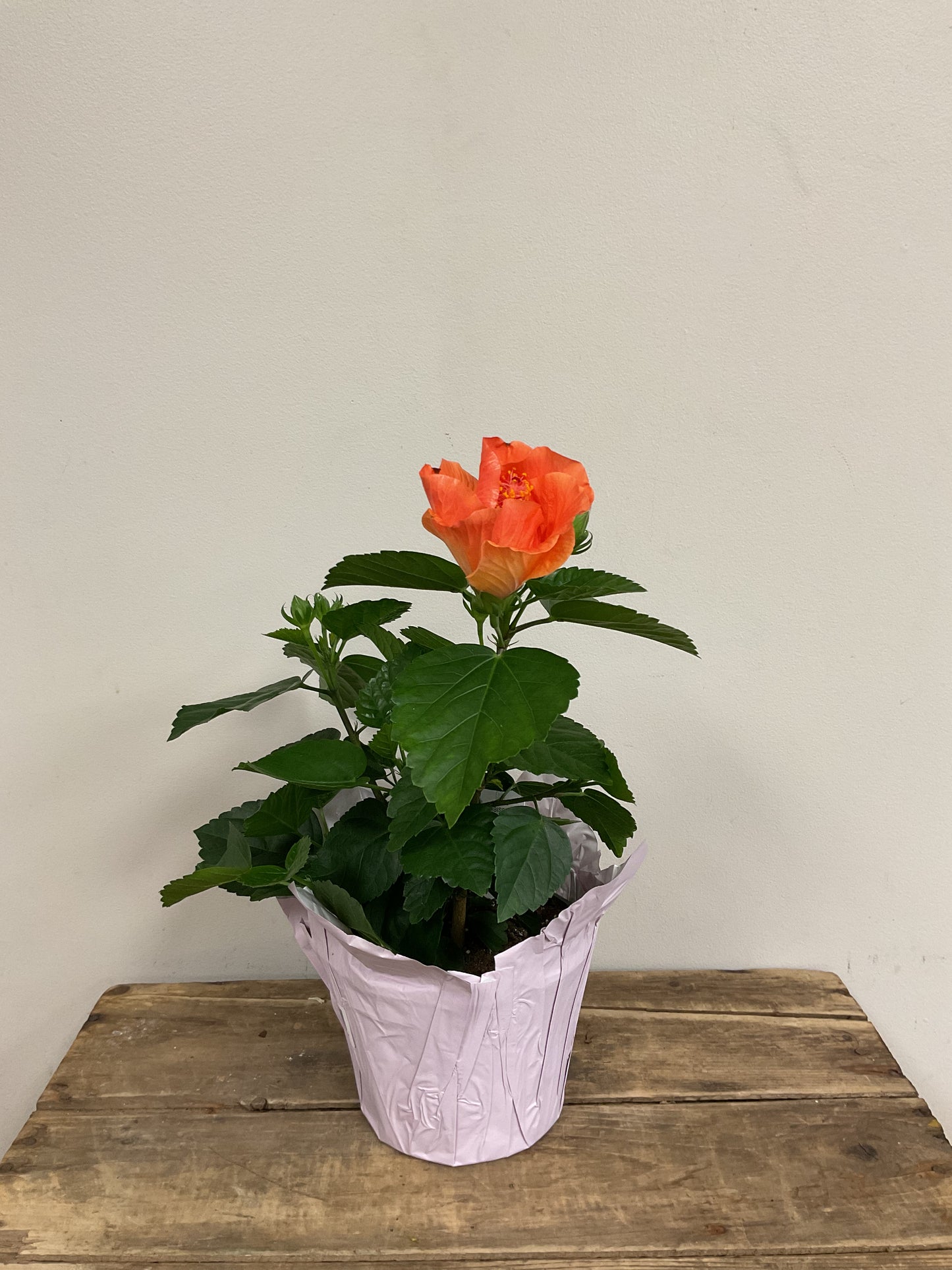 Potted Hibiscus
