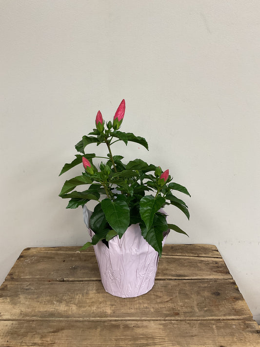 Potted Hibiscus