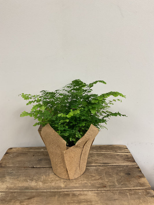 Maidenhair Fern