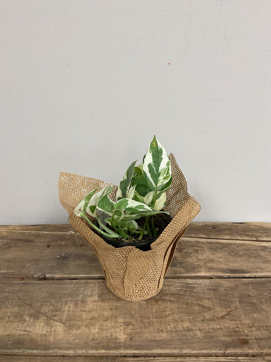 Variegated Pothos