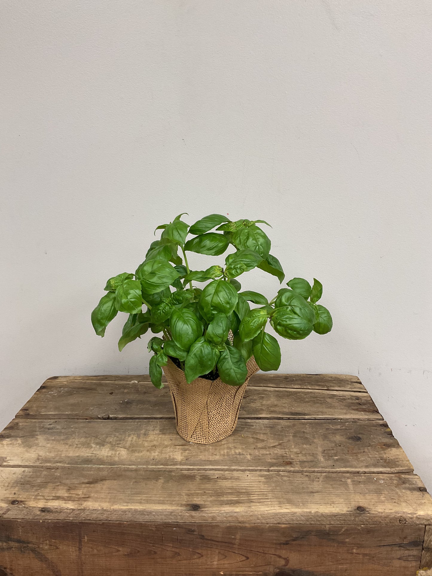 Basil