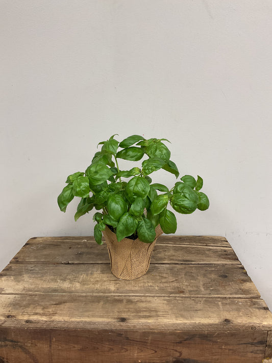 Basil
